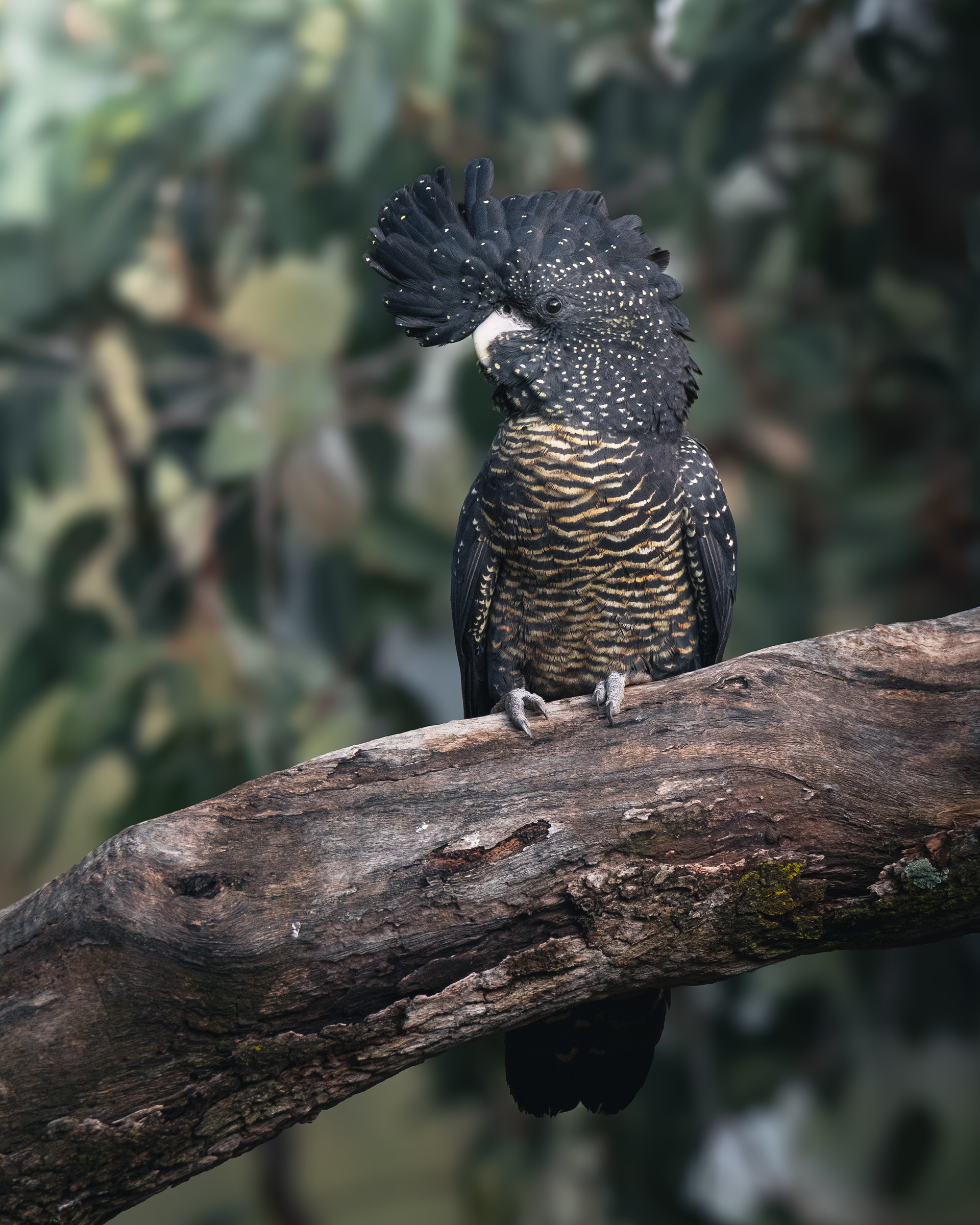 Red-tailed Black Cockatoo