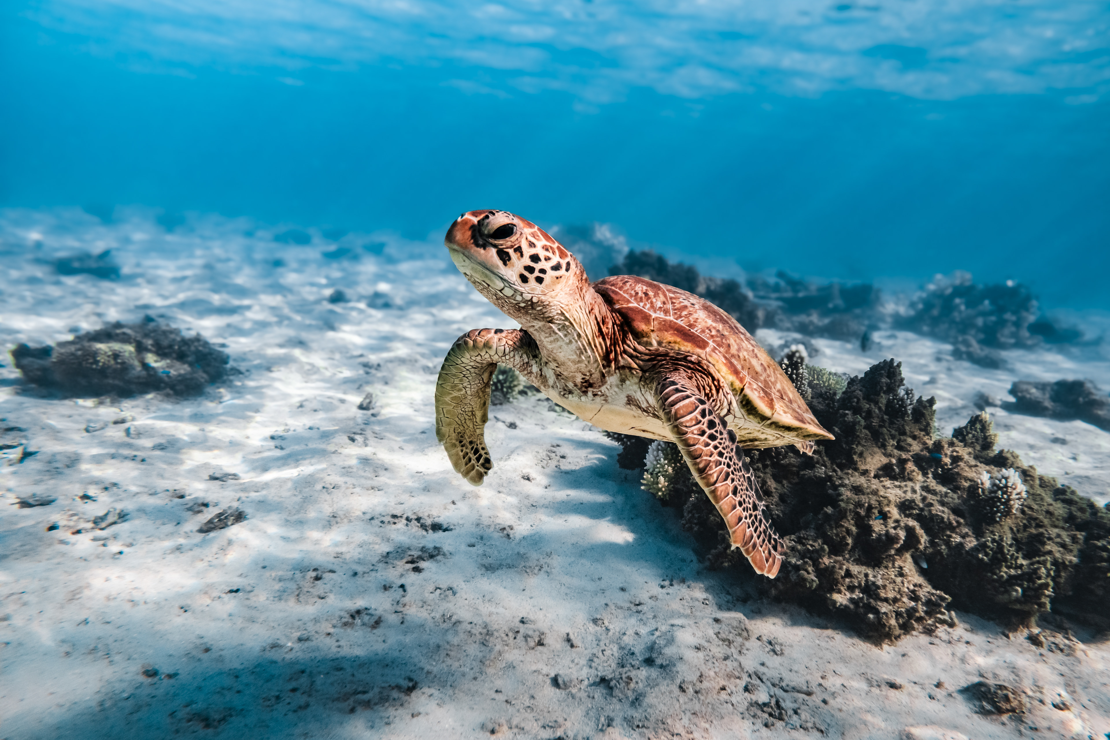 Turtle Encounter – Ningaloo Reef