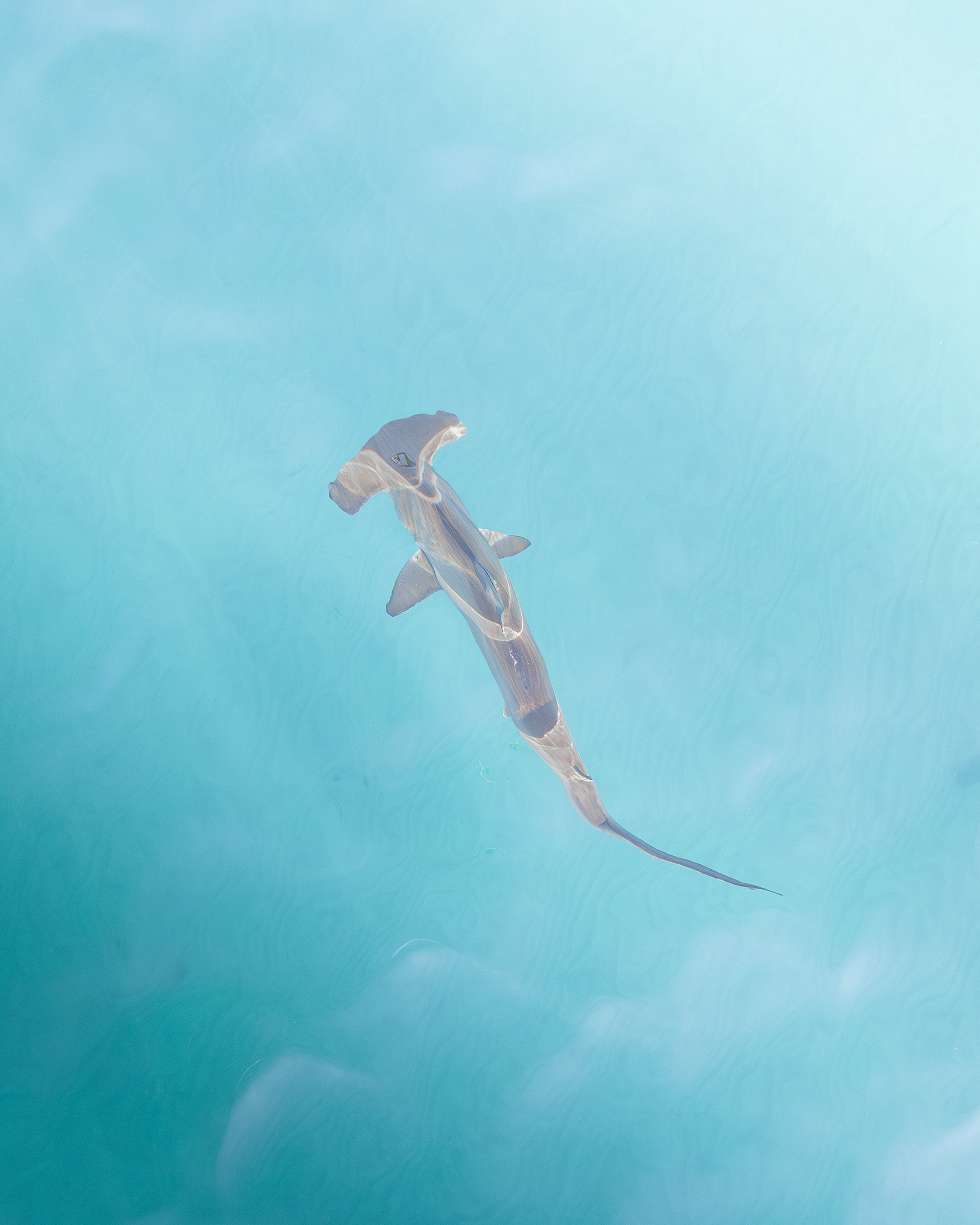 Hammerhead Drift
