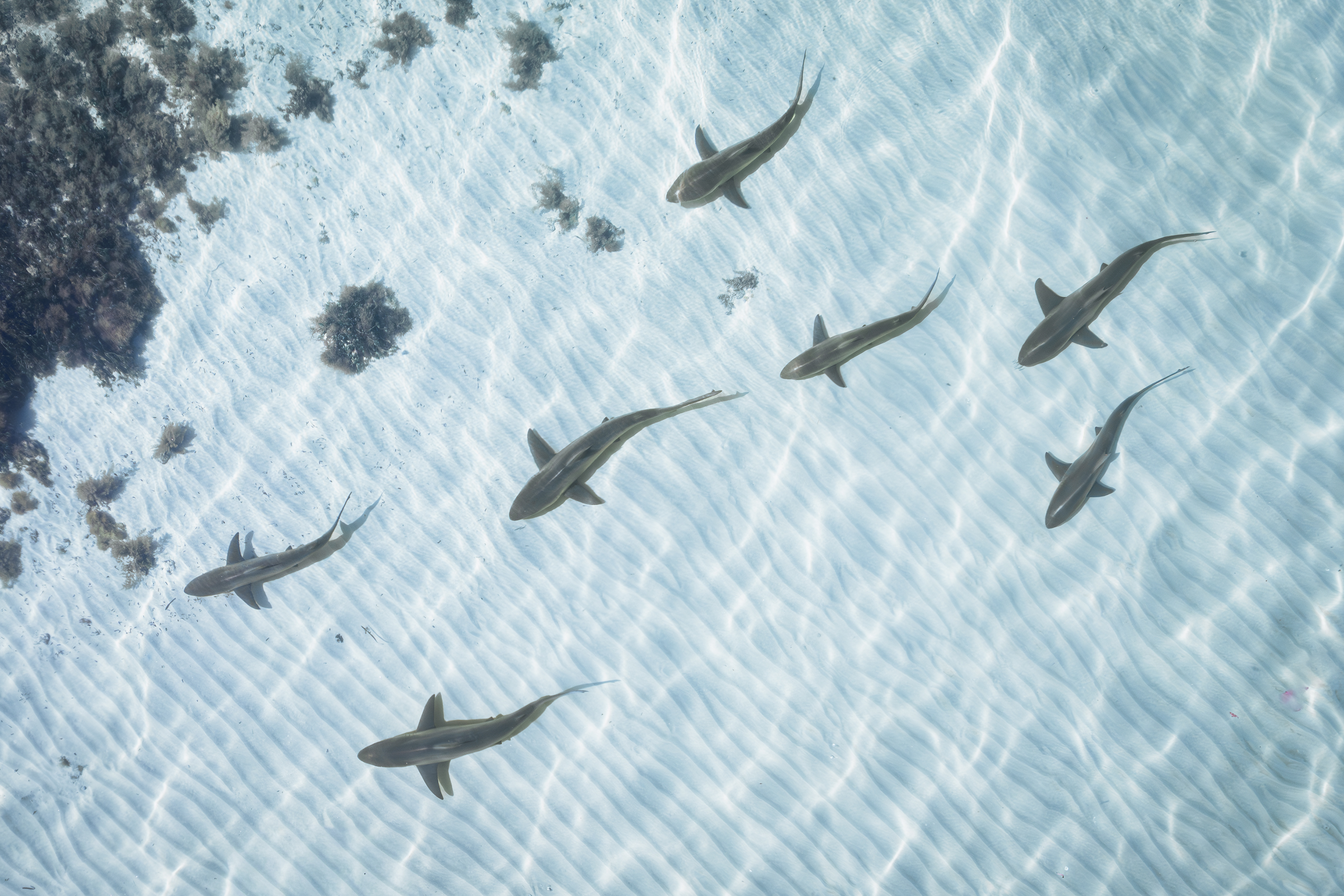 Shark Family
