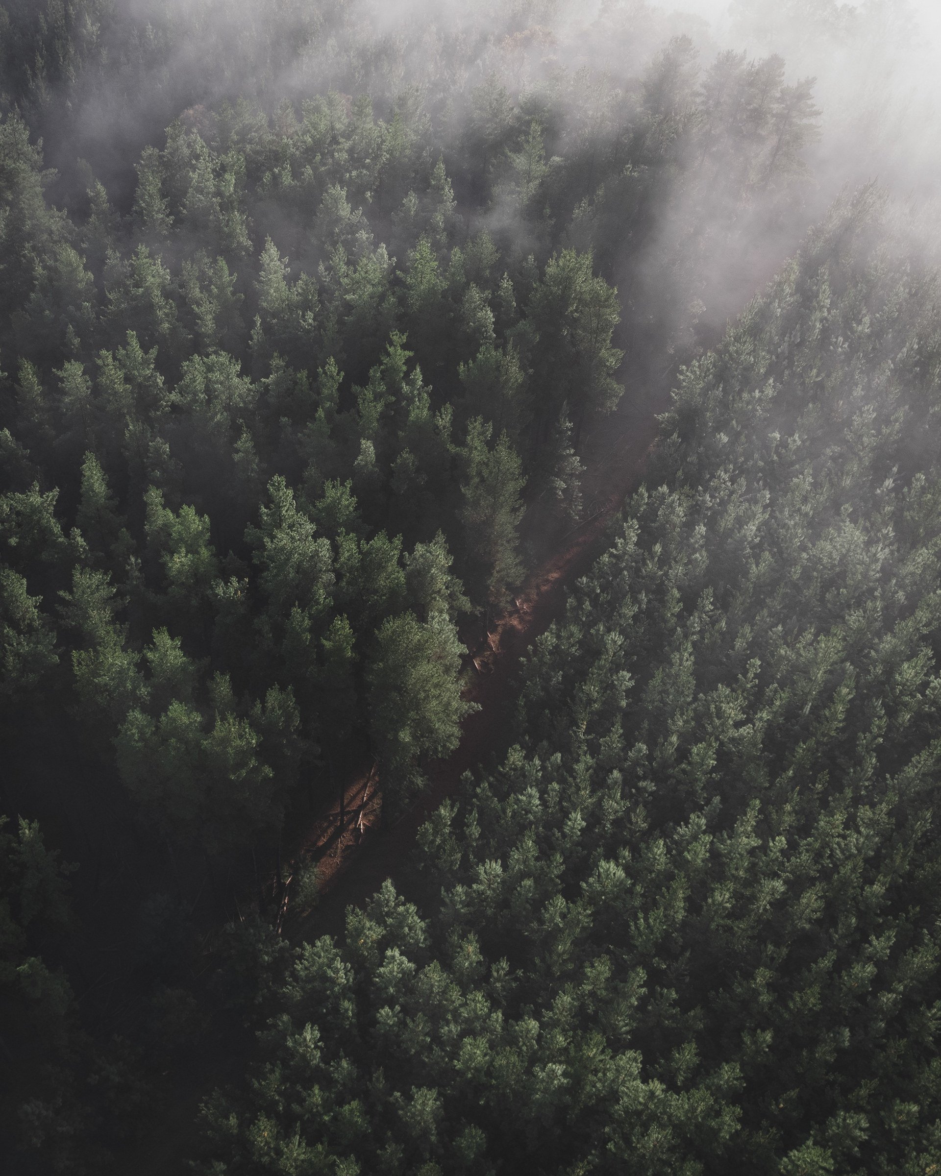 Morning Mist