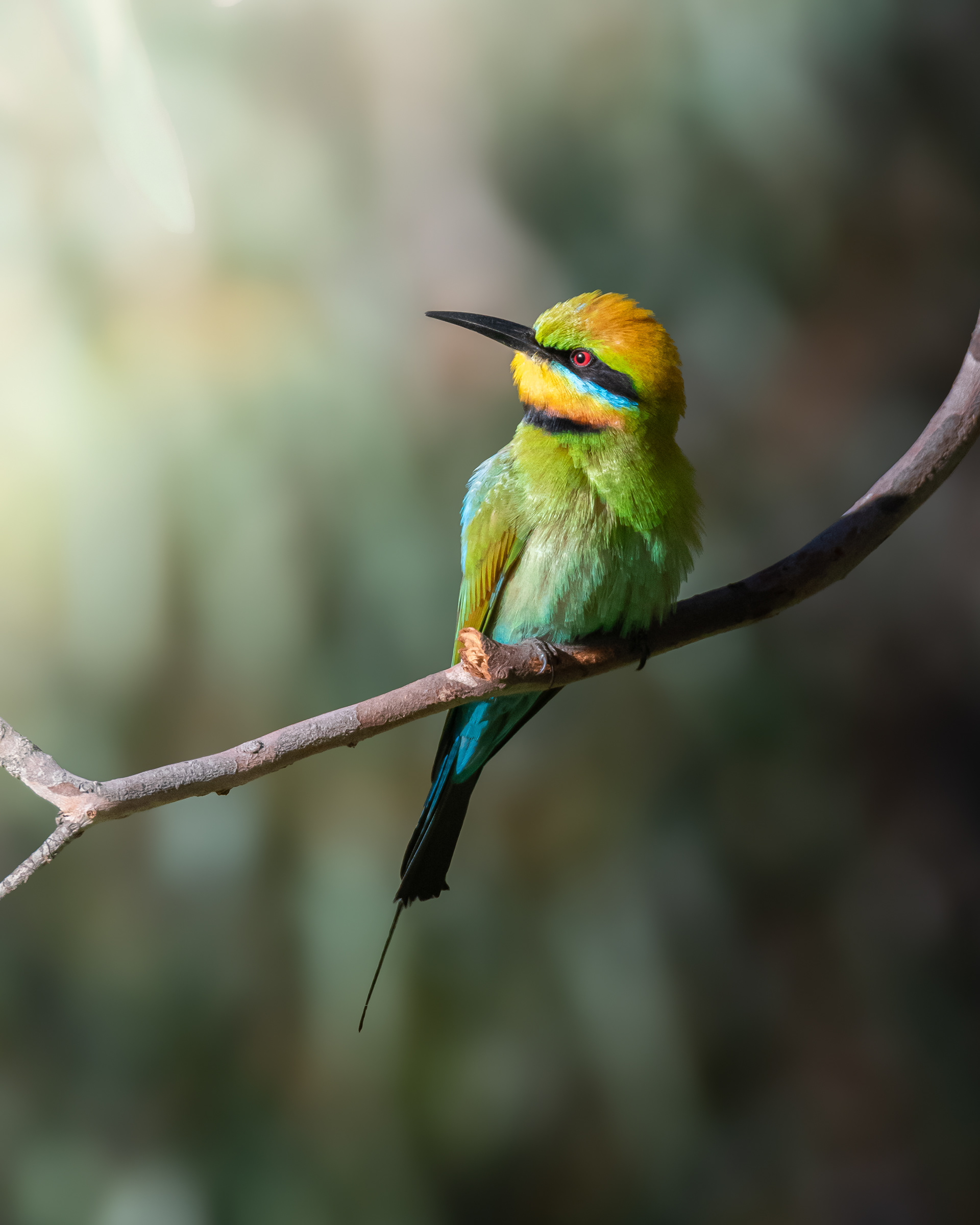 Rainbow Perch