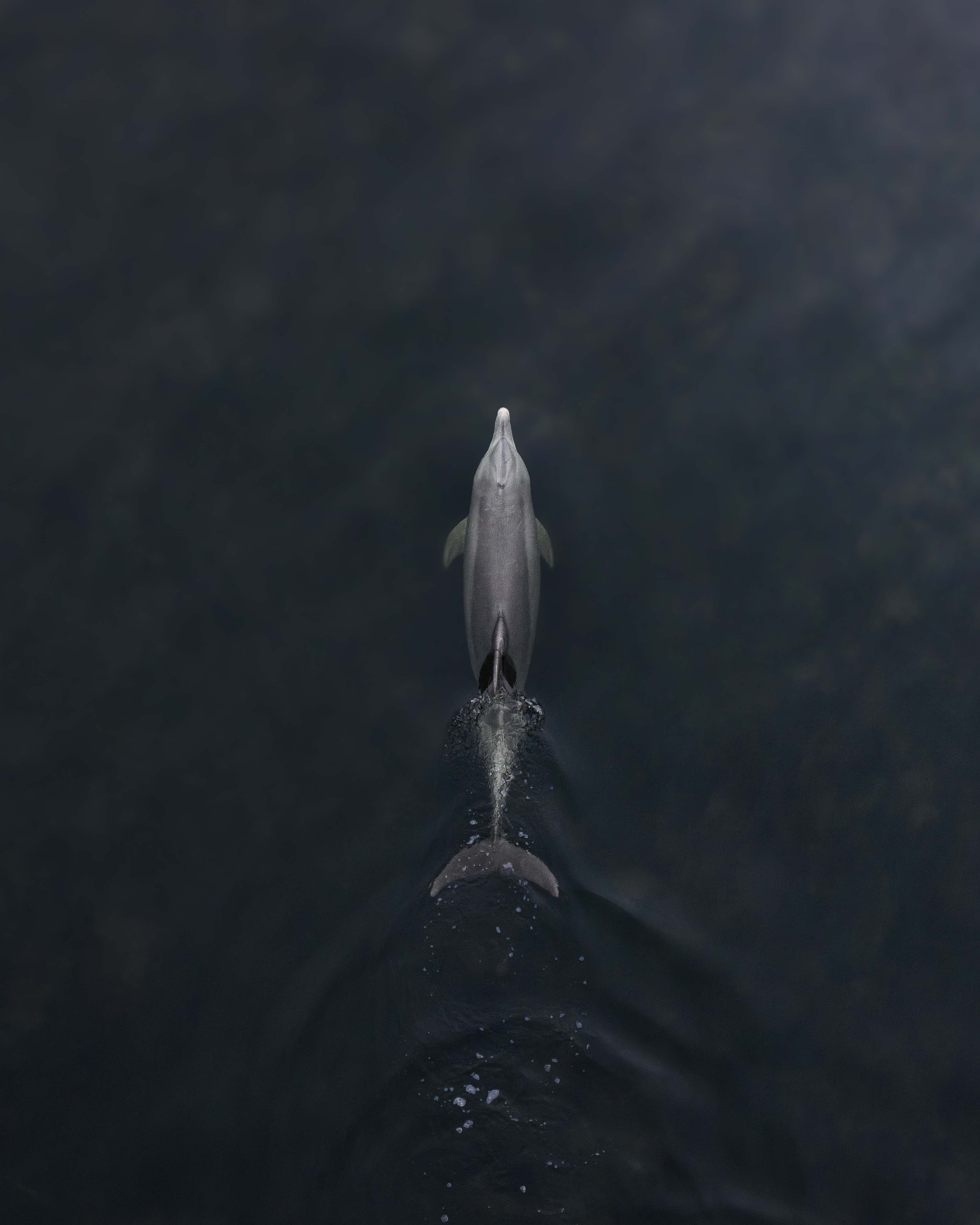 Dolphin Trail