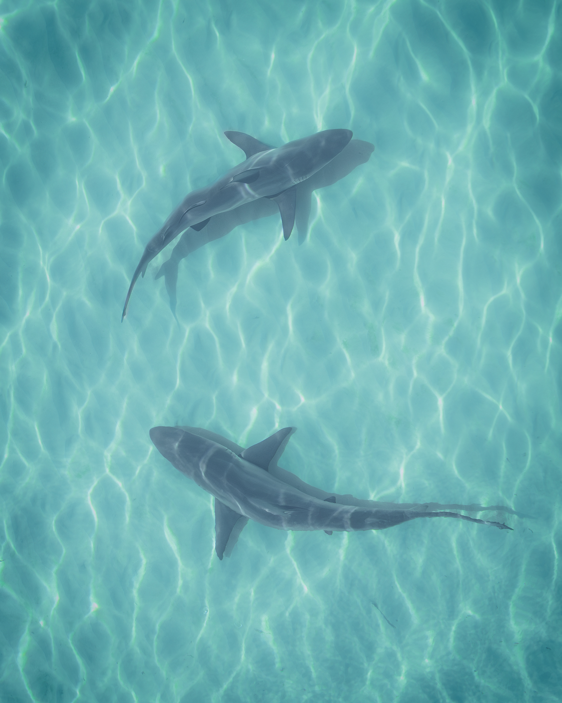 Shark Duo