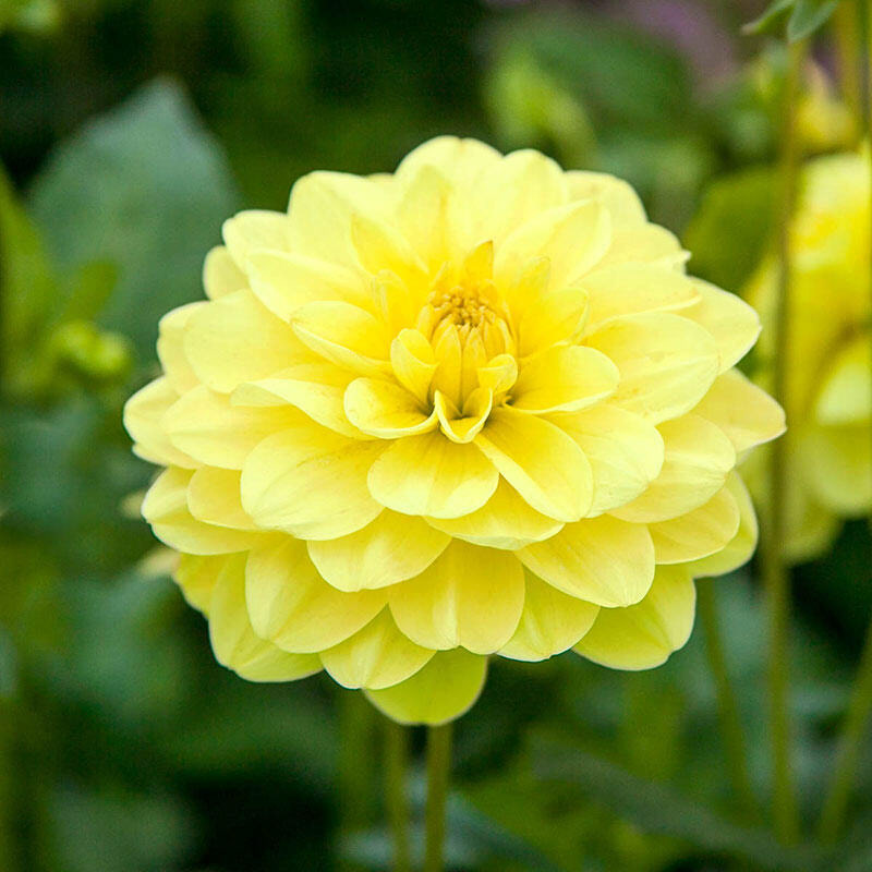 Yellow Glory