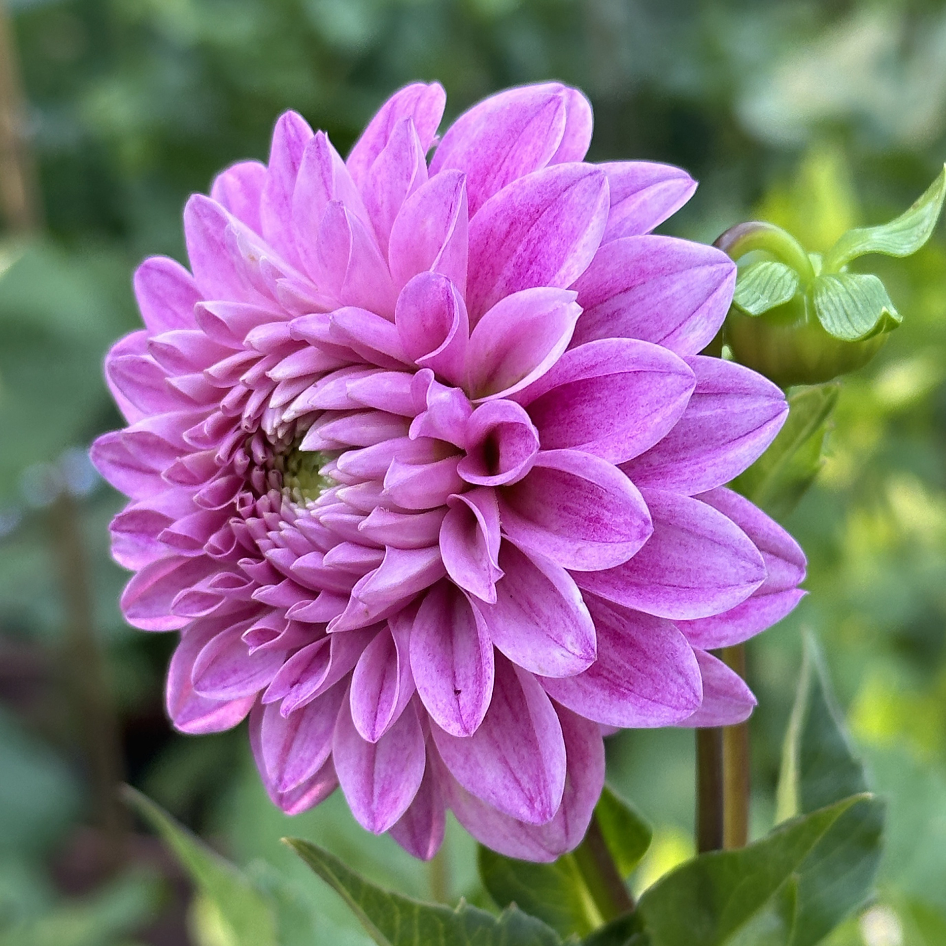 Pink Sylvia aka Sandra