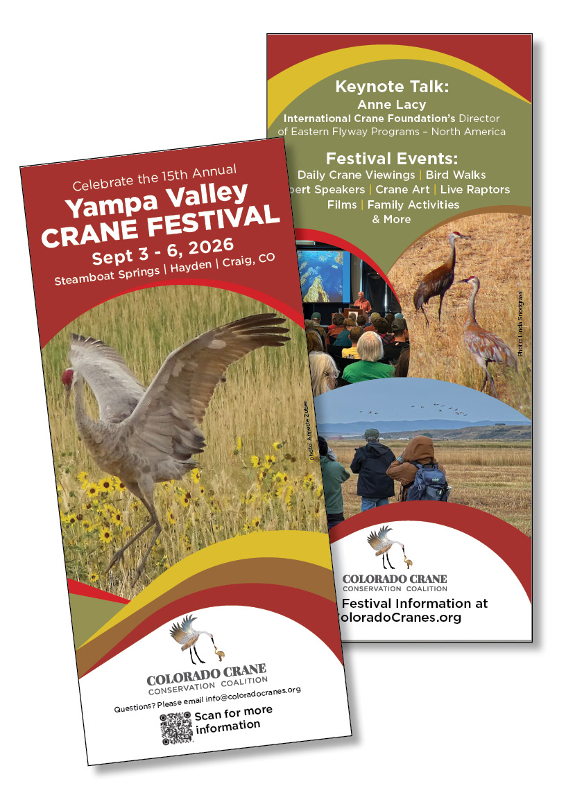 Festival Rack Cards