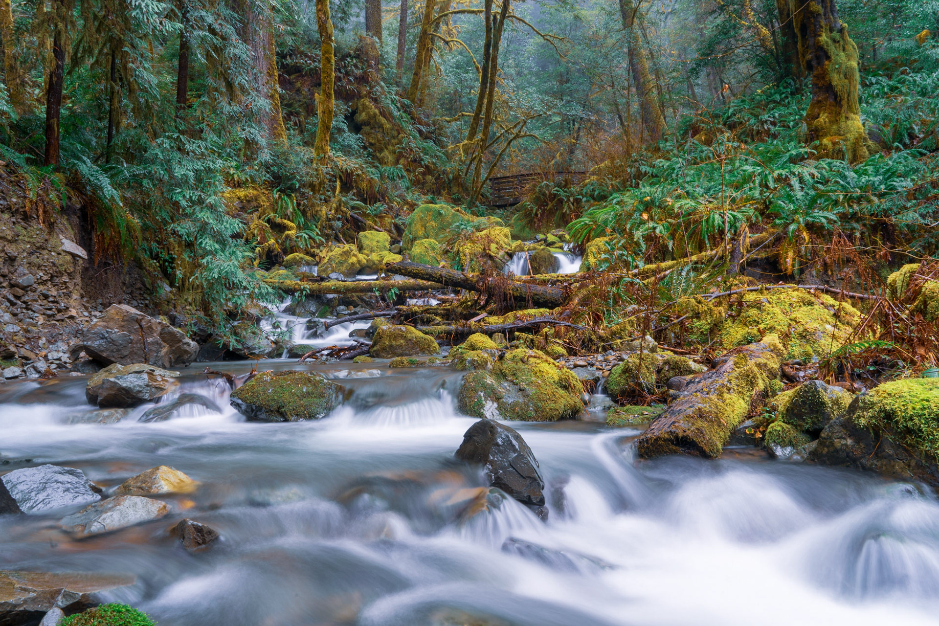 Redwood Nature Trail