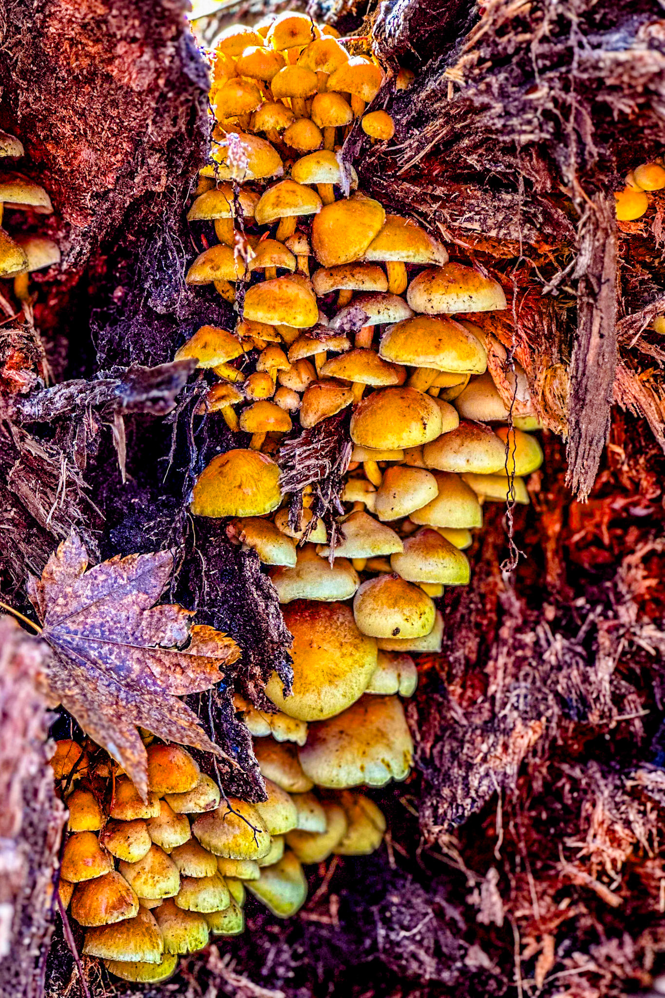 Crepidotus Mollis Mushrooms
