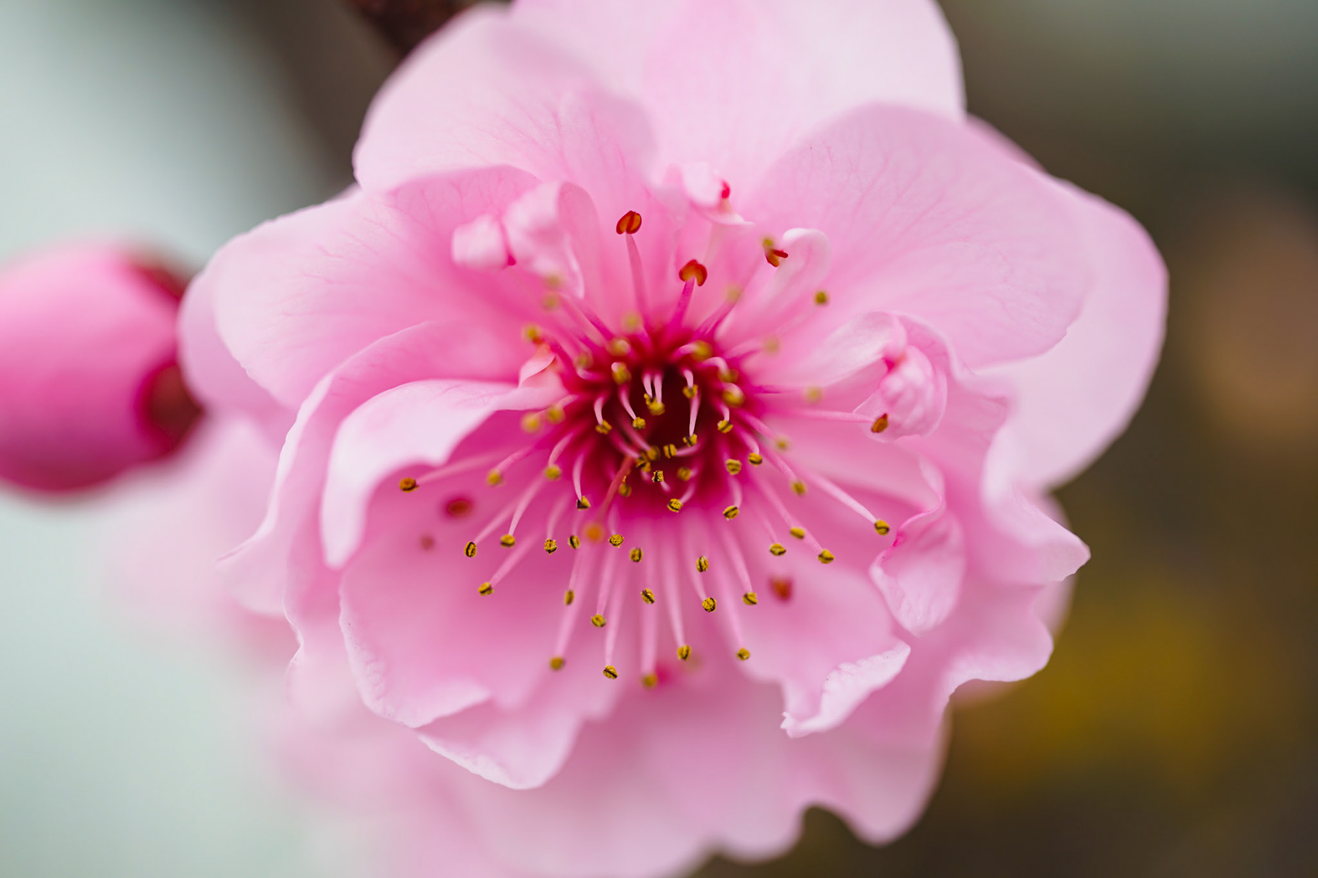 Cherry Blossom