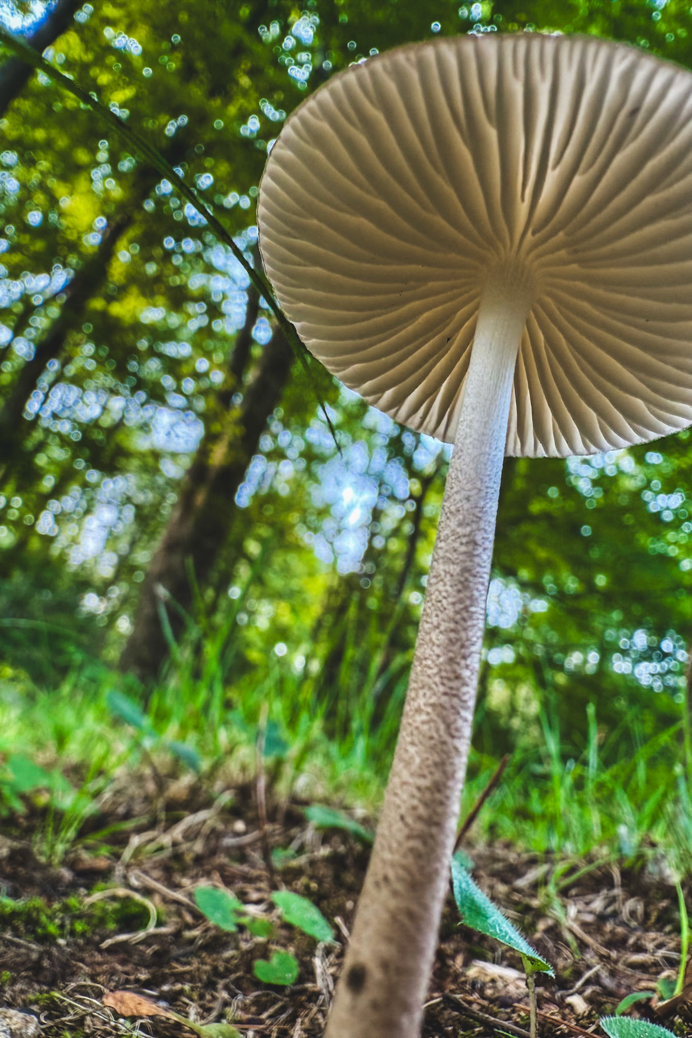 Life emerging quietly from the forest floor