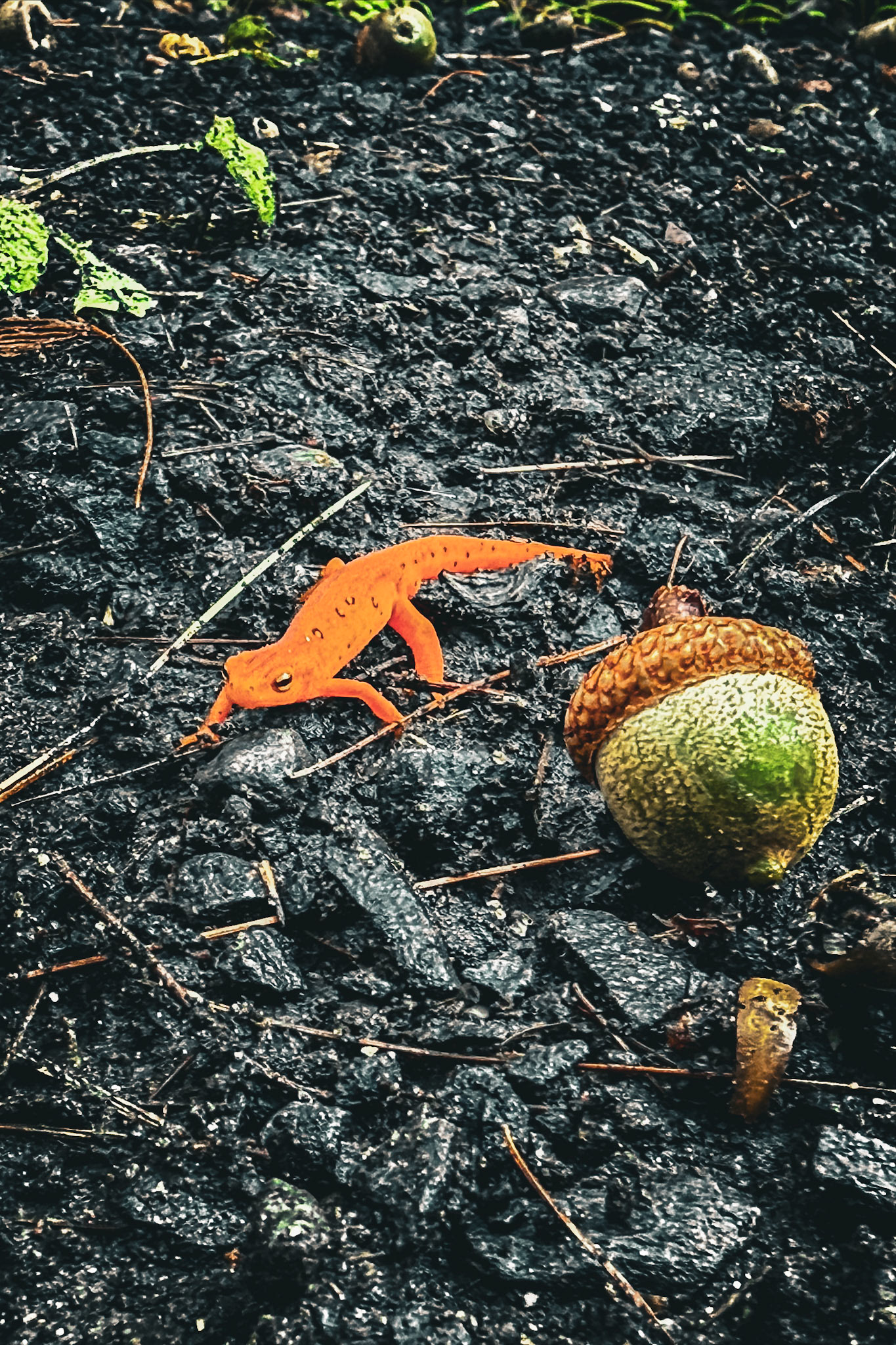 Nature doing its slow, essential work