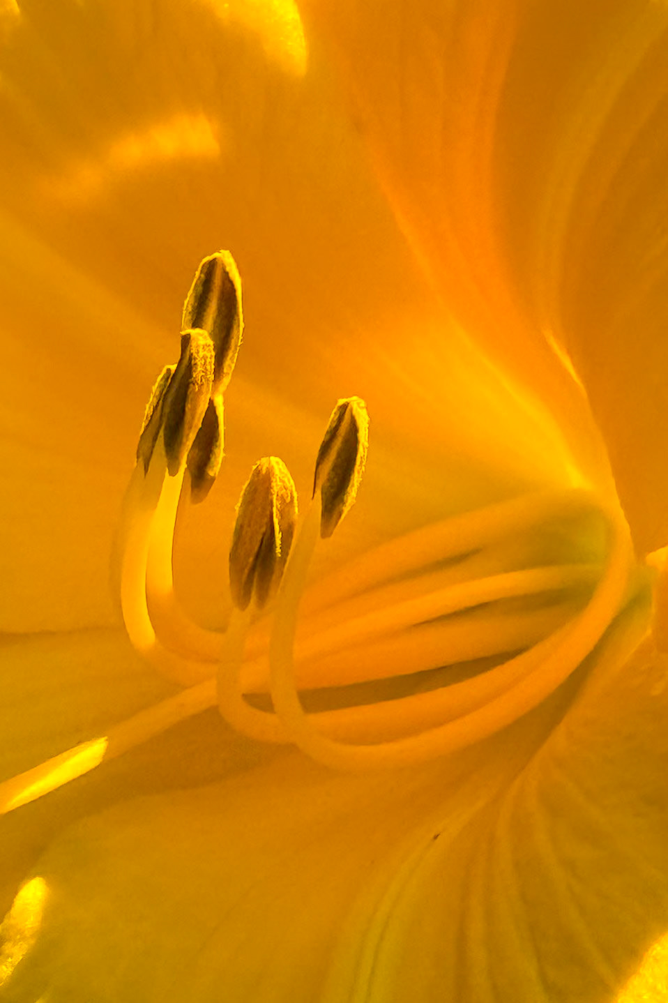Nature’s own lens effect