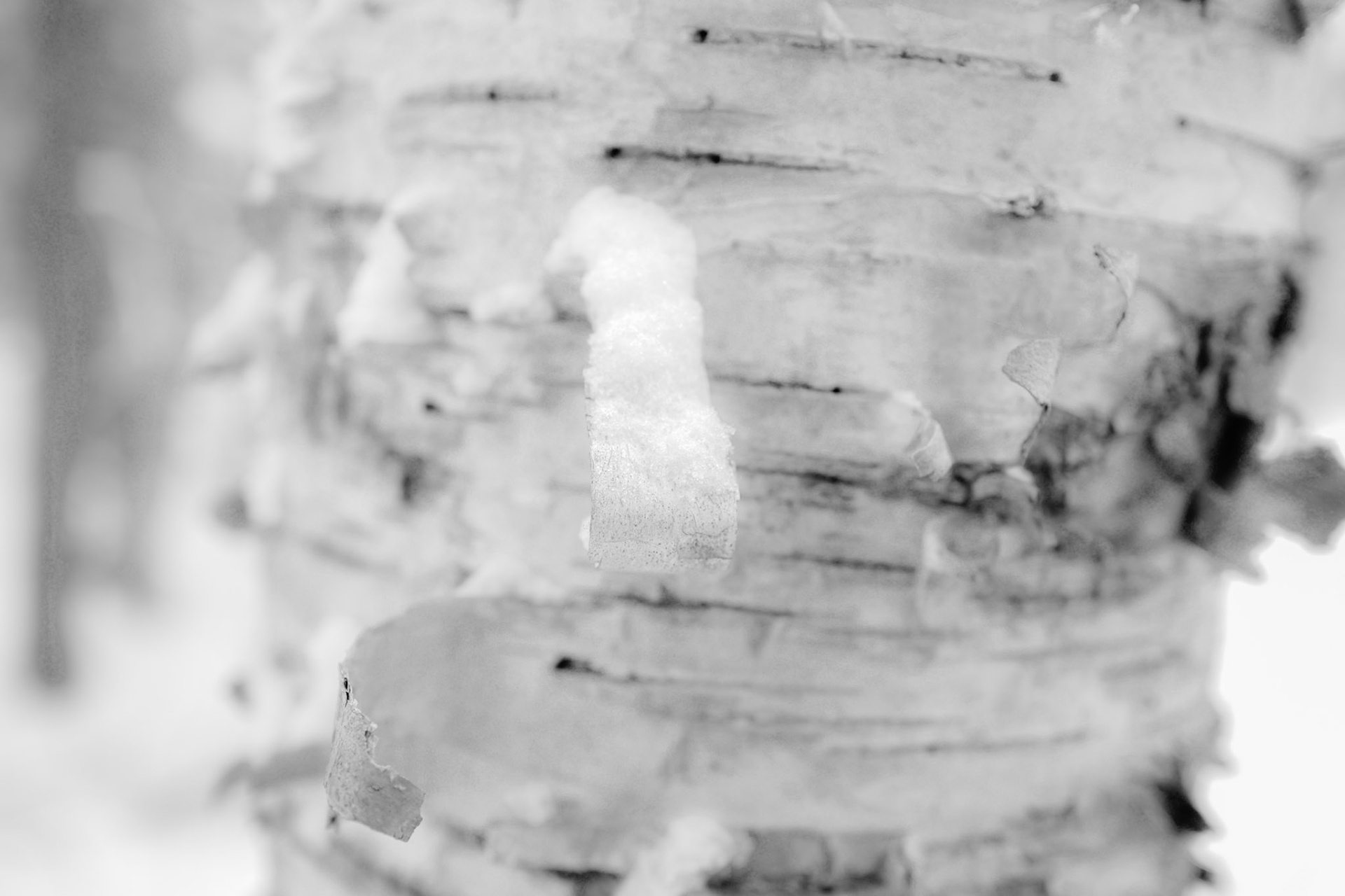 Close-up view of natural texture and detail