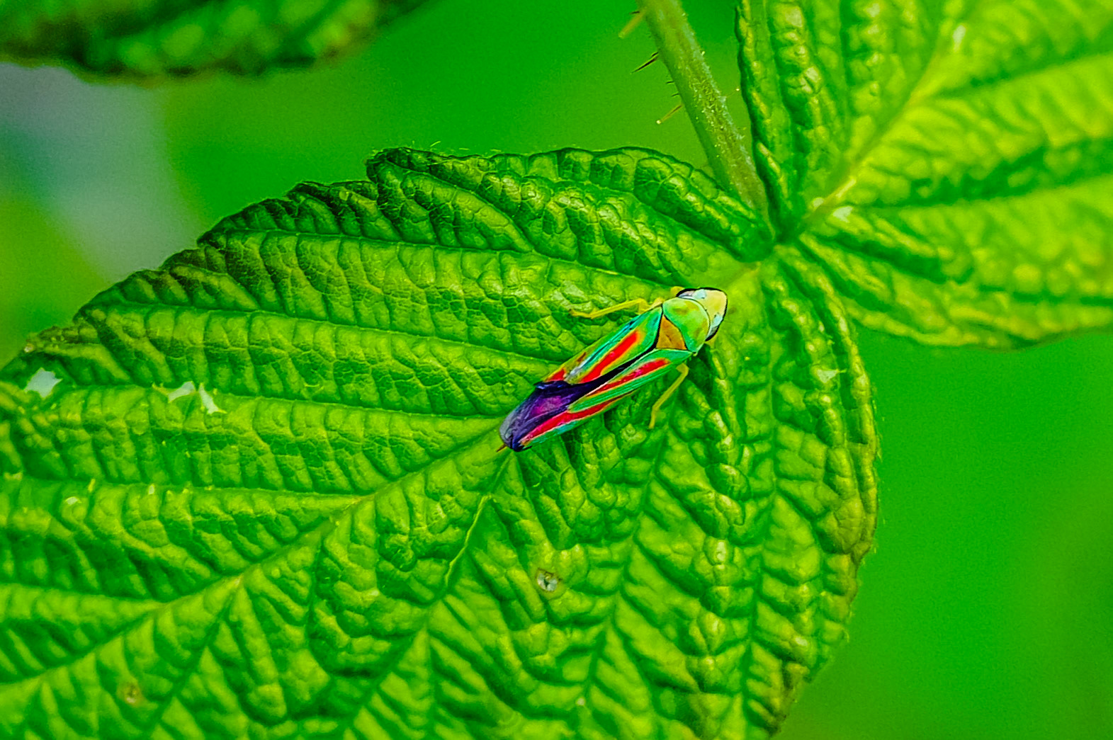 Vibrant colors and camouflage in perfect balance