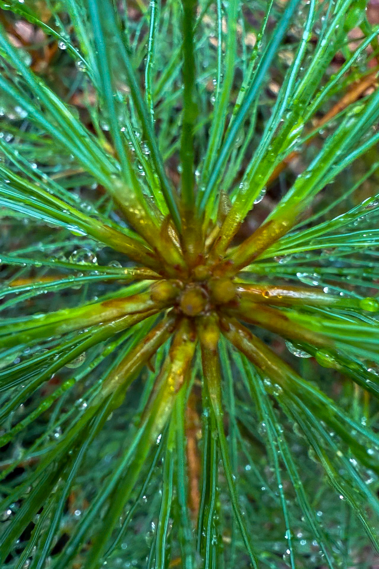 Droplets holding entire worlds for a second