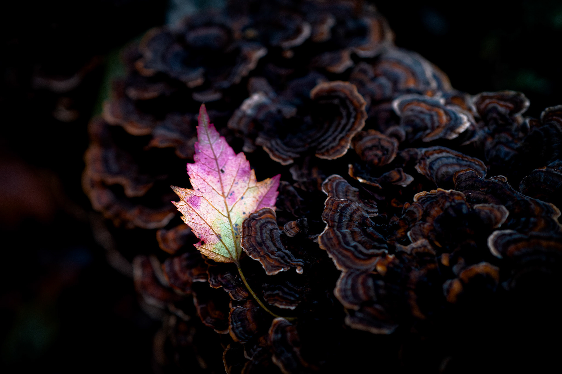 Texture, shape, and light in conversation