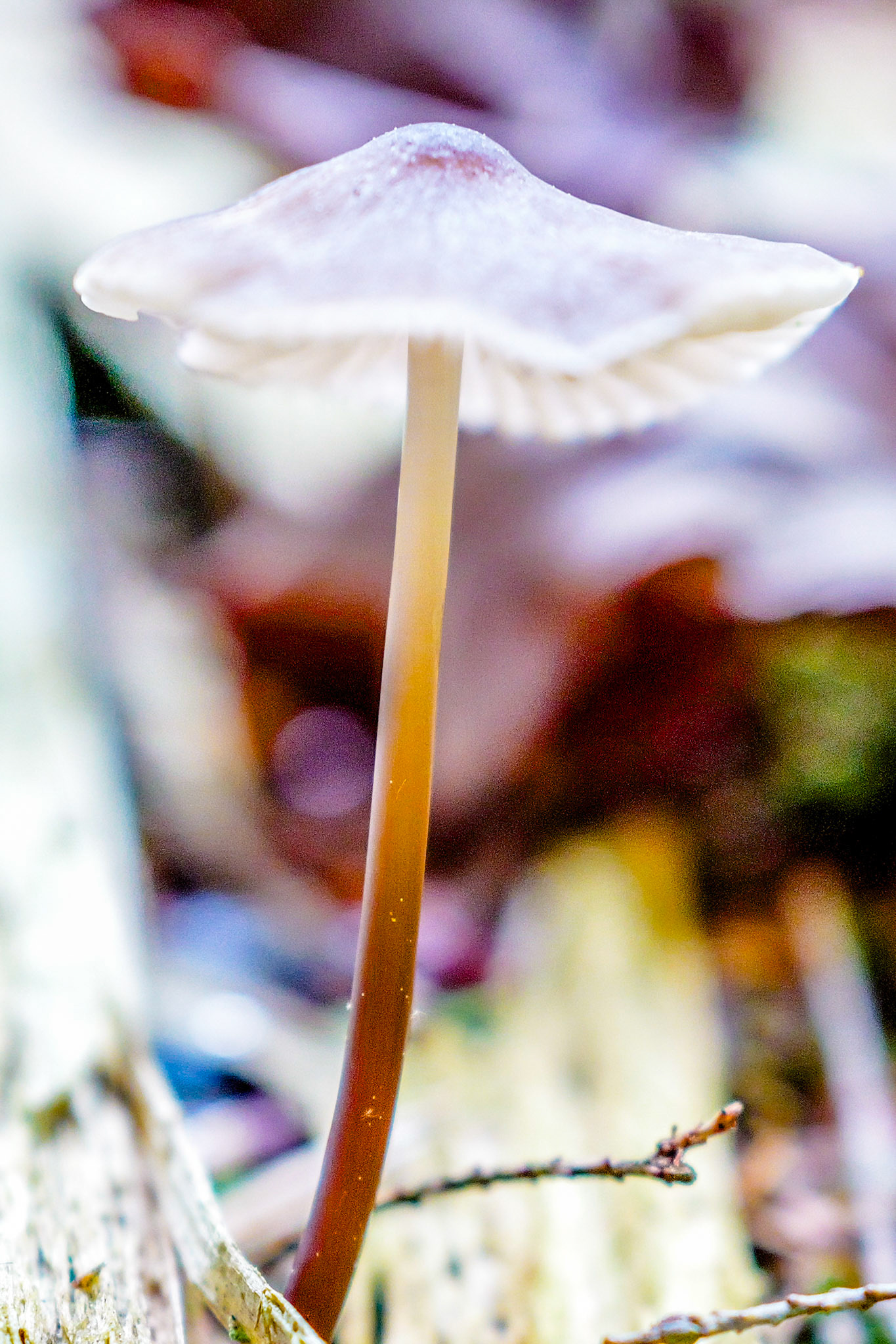 Fine detail of mushroom in natural light