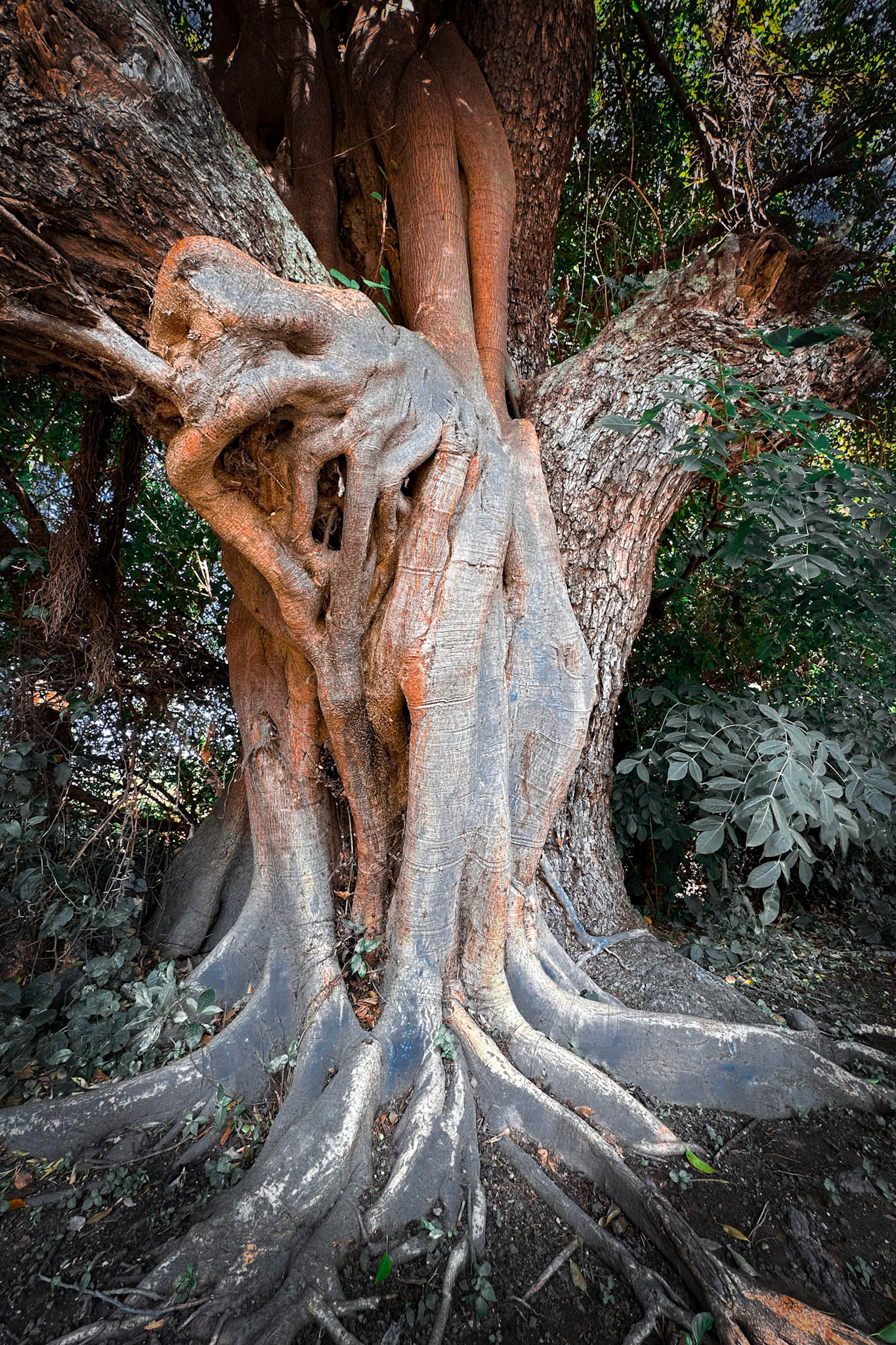 Nature in a state of transformation