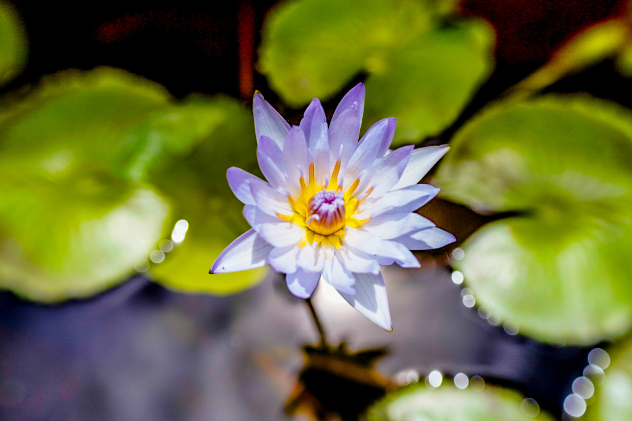 A quiet moment in the details of nature