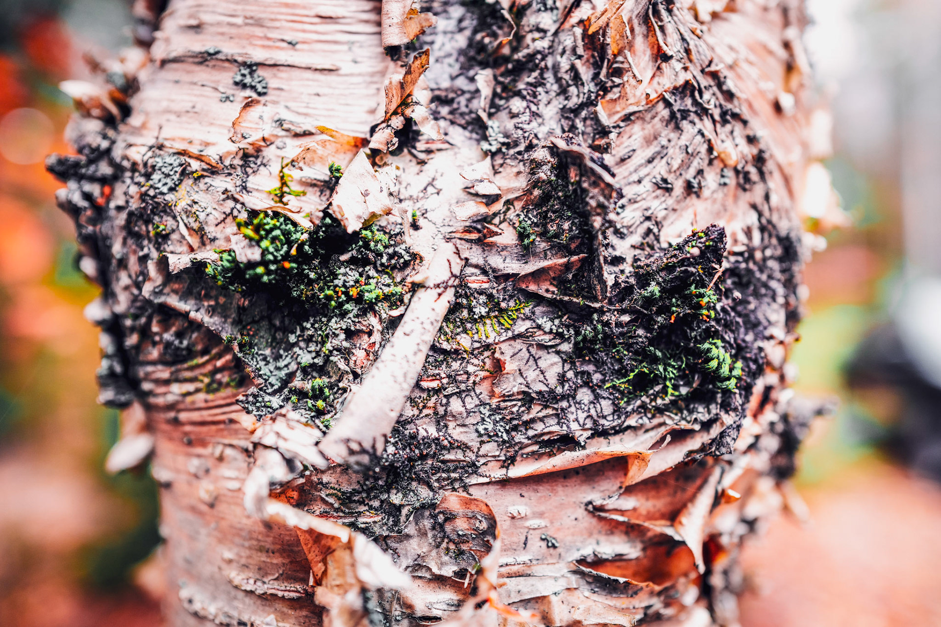 Detailed study of organic surface patterns