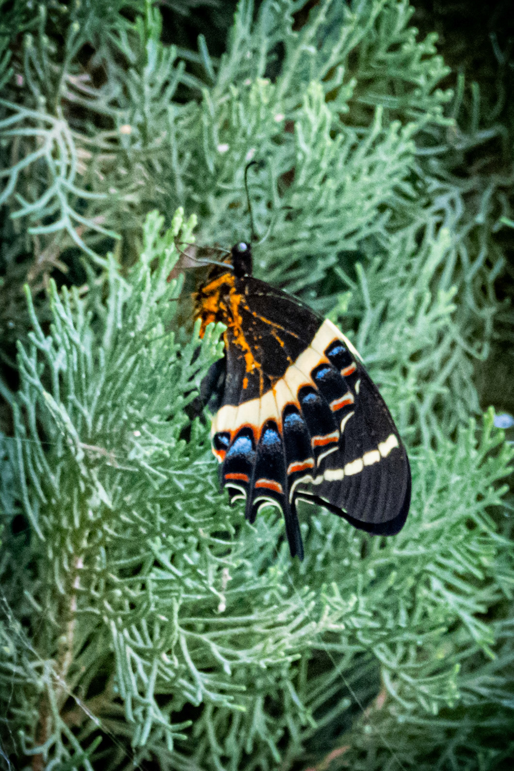 Pollinators at work in quiet harmony
