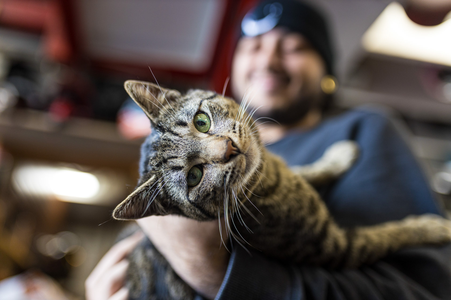Calico is beloved shop cat