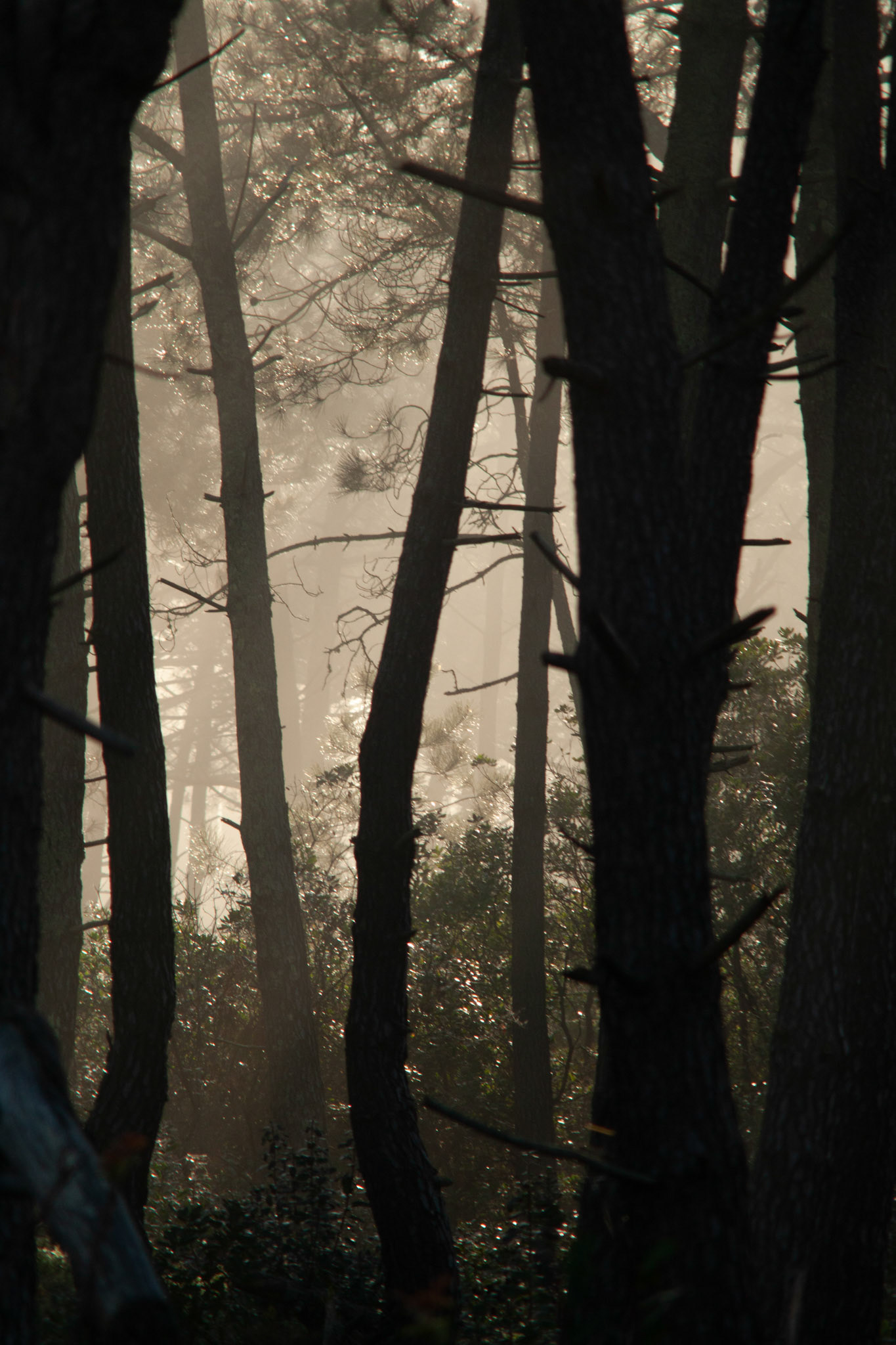 auspicious zone, Landes