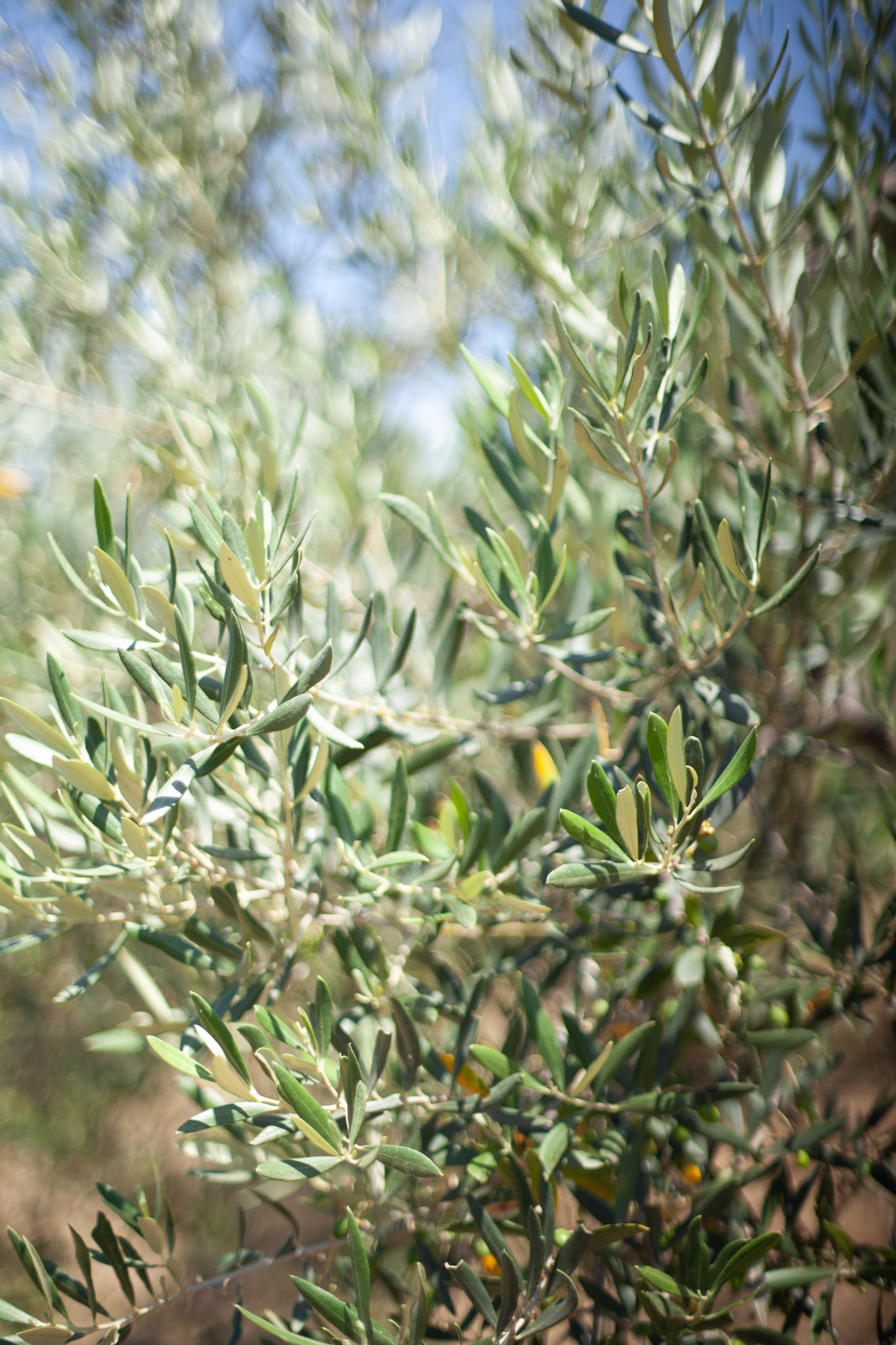 Portrait of an Olive tree, Gard