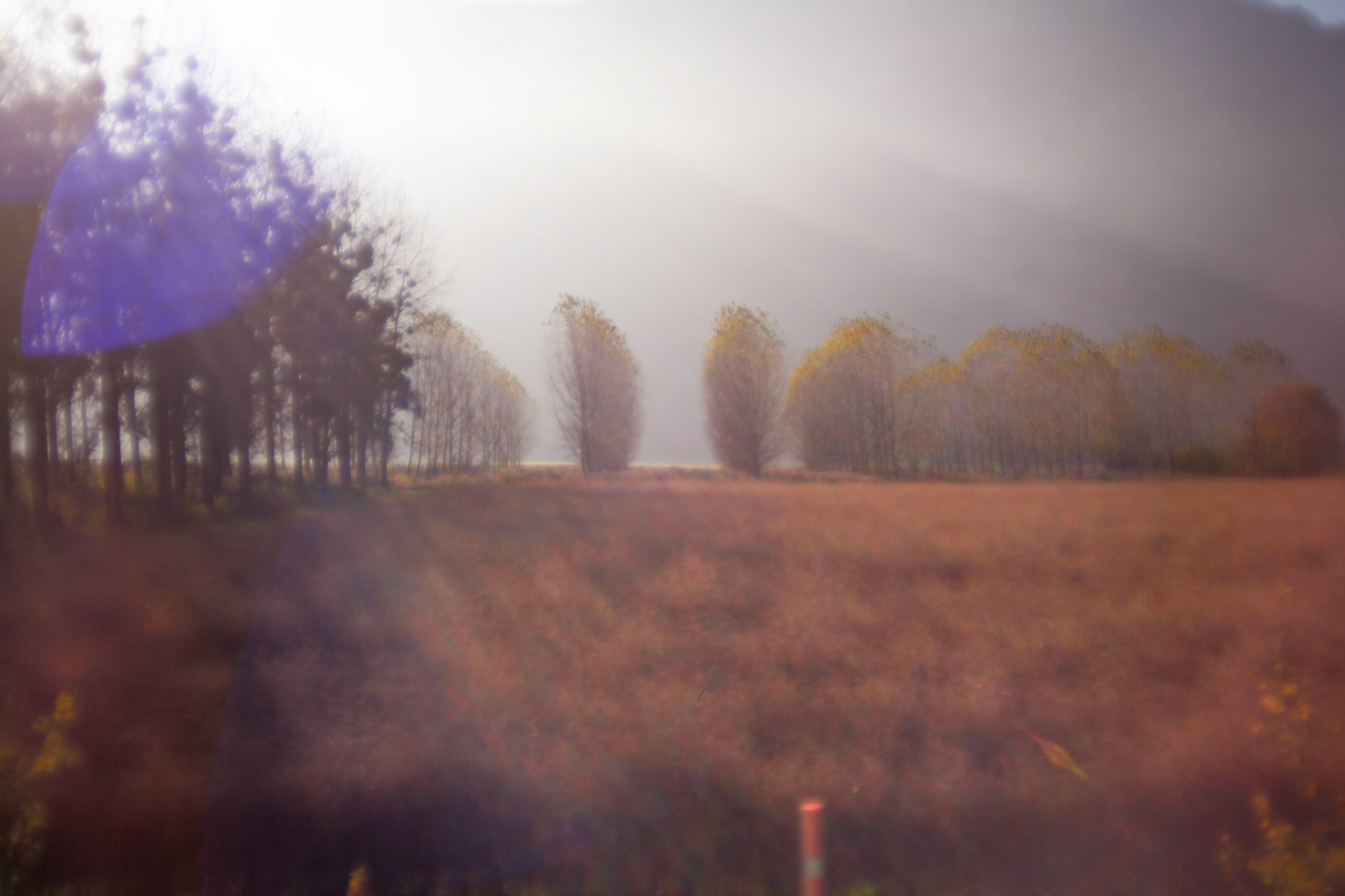 Surreal Forest, Valais