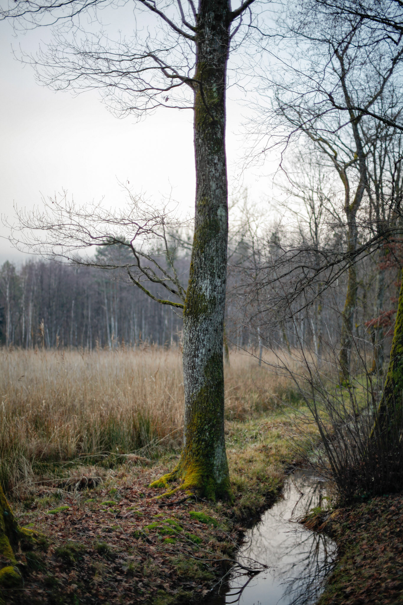 Portrait of a tree in november, Vaud