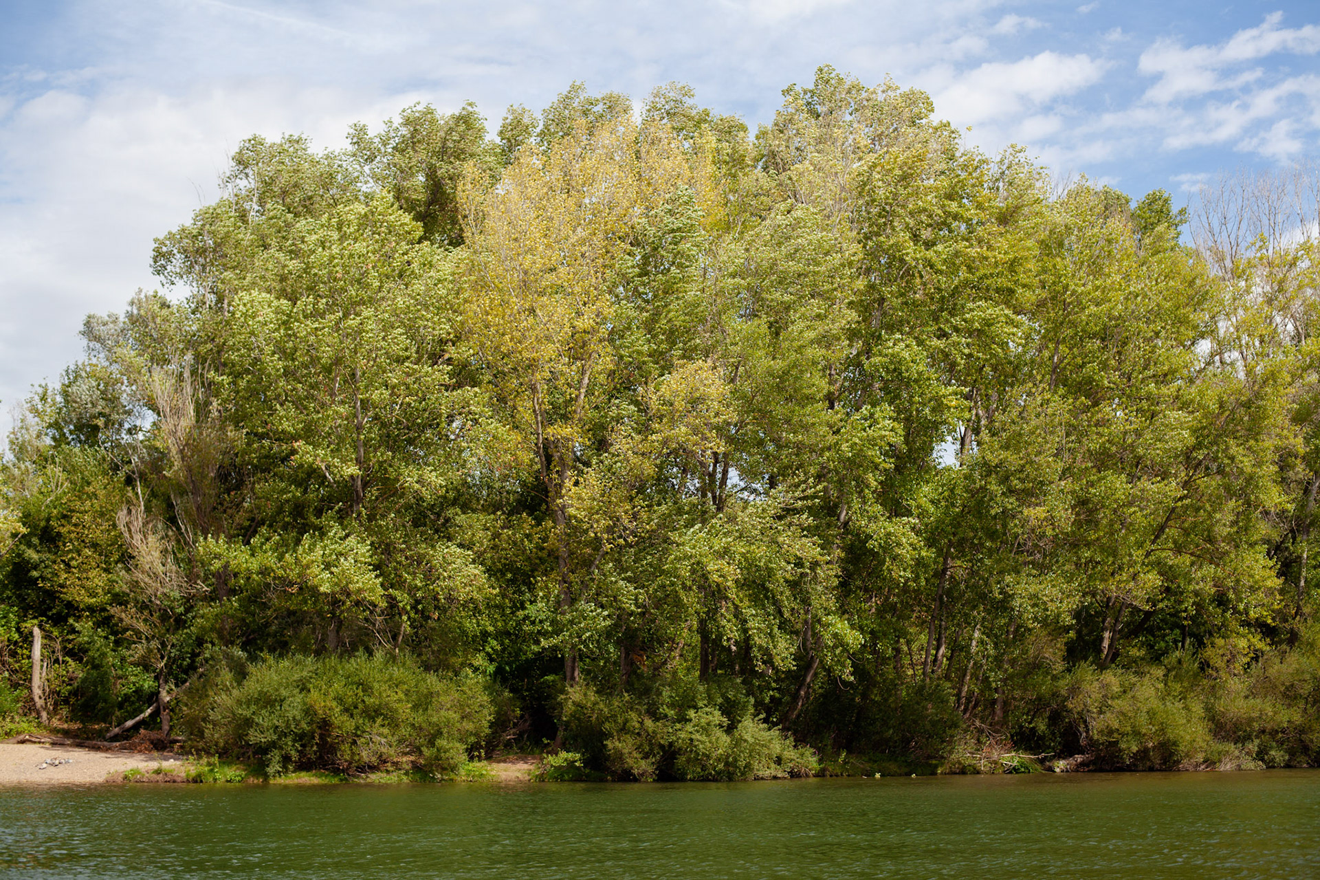 Dancing trees along the river Hérault, Hérault