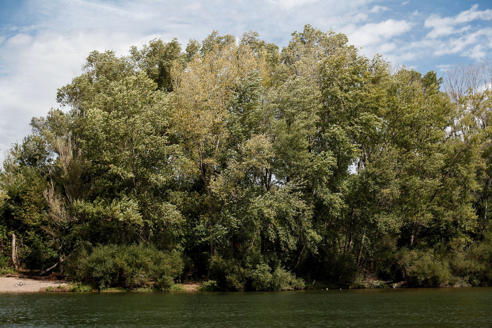 Dancing trees along the river Hérault, Hérault