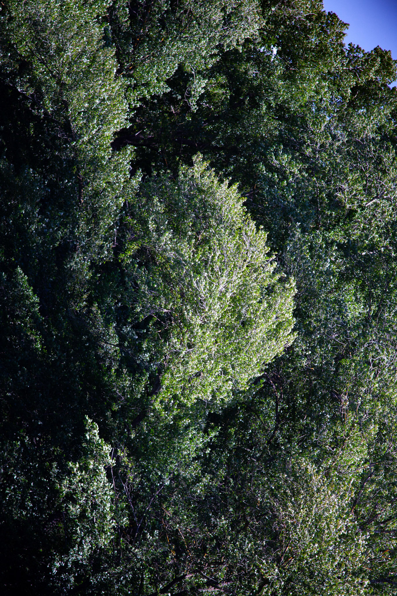 Divination, Hérault