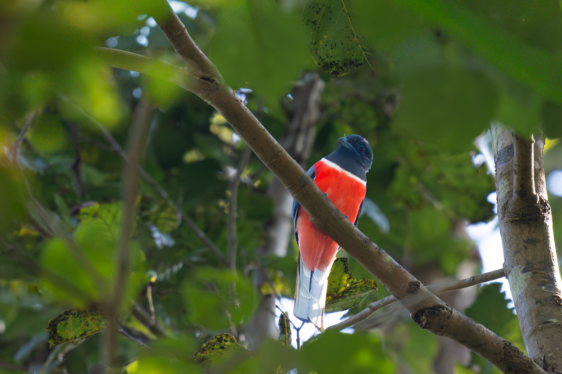 Malabar Trogon