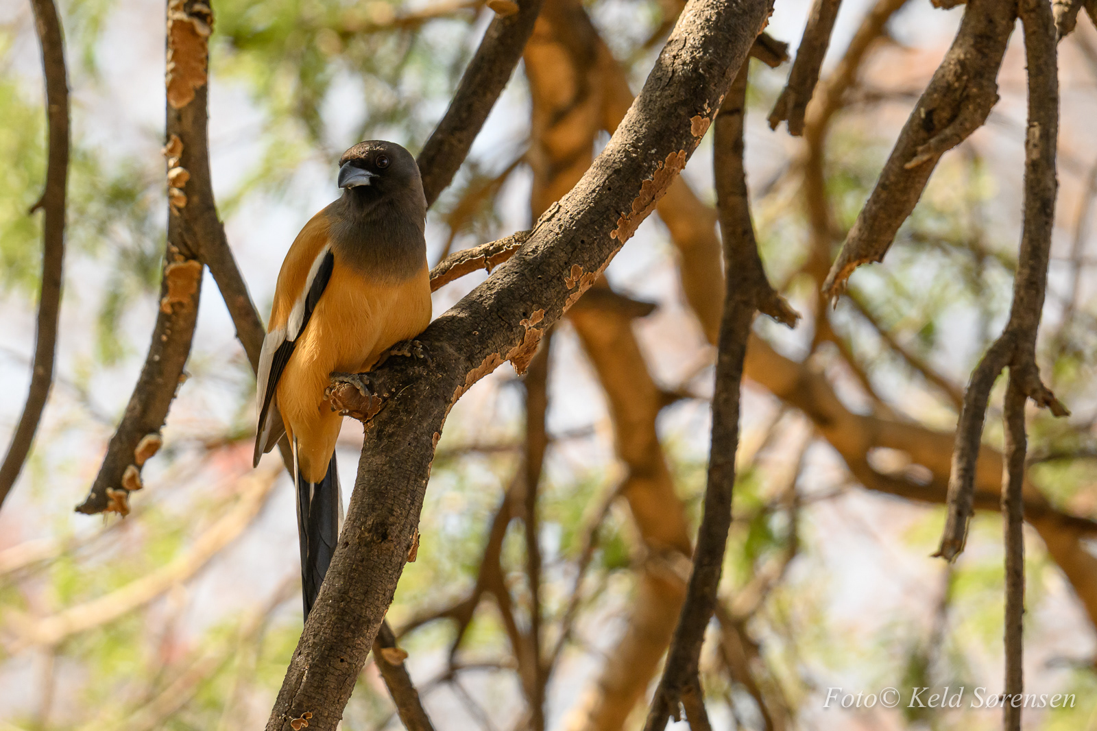 Rufous Treepie