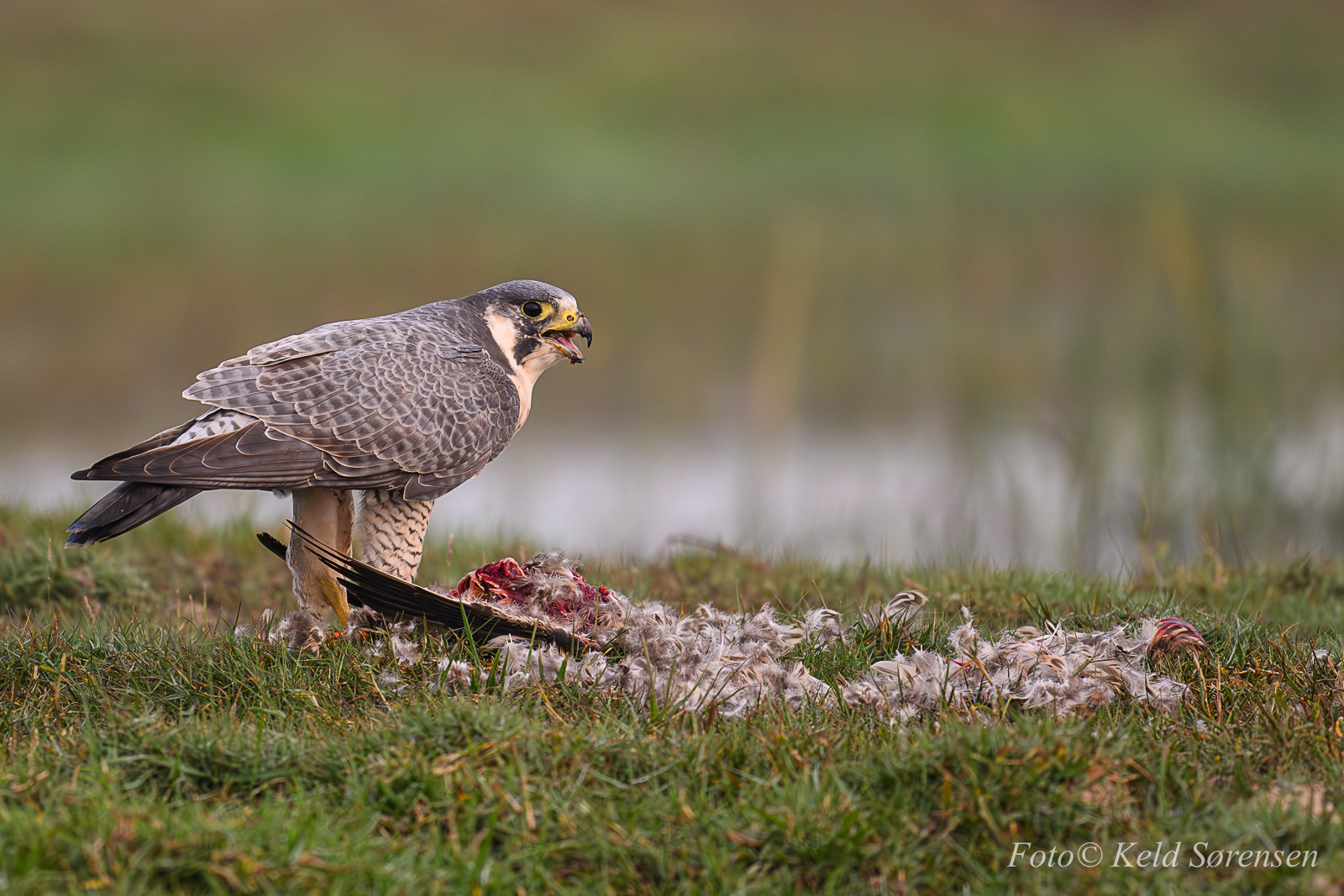 Peregrine Falcon