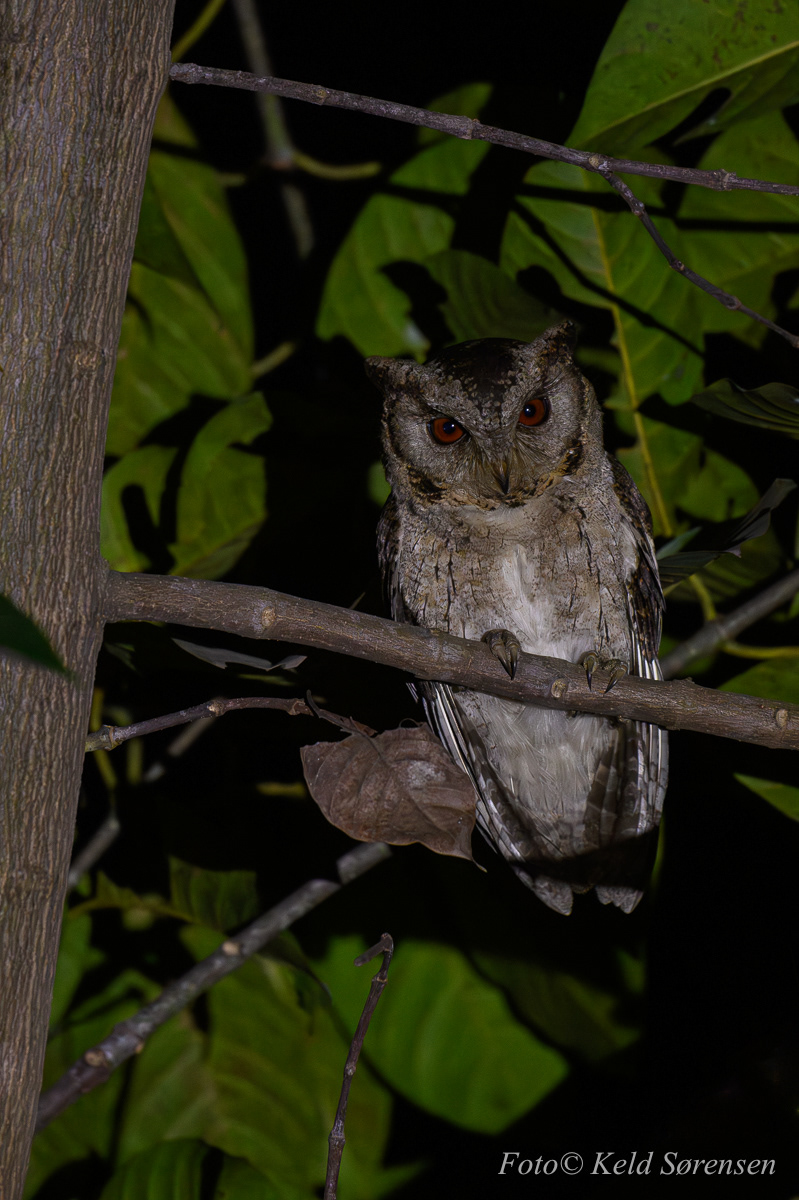 Indian Scops Owl