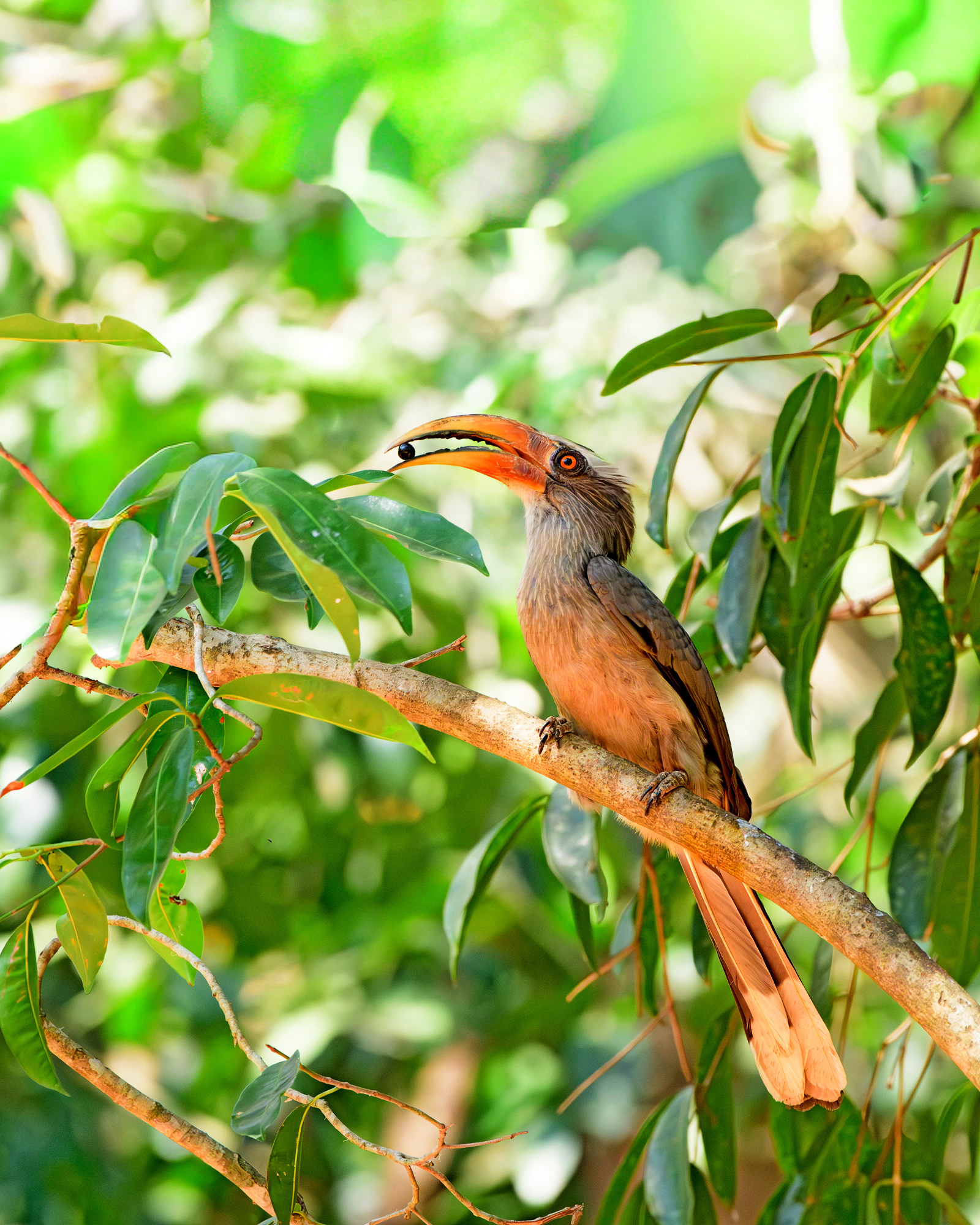 Malabar Grey Hornbill