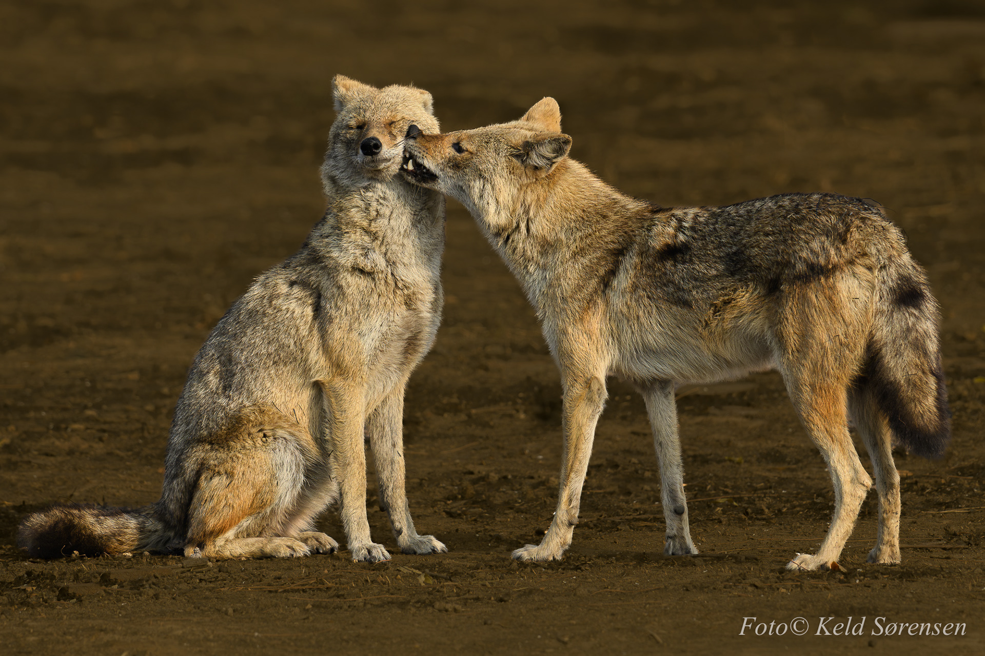 Golden Jackal