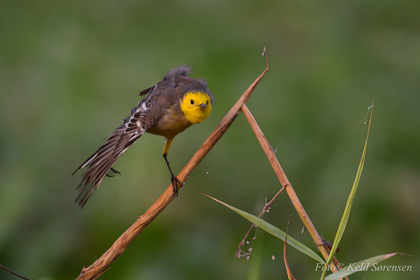 Citrine Wagtail