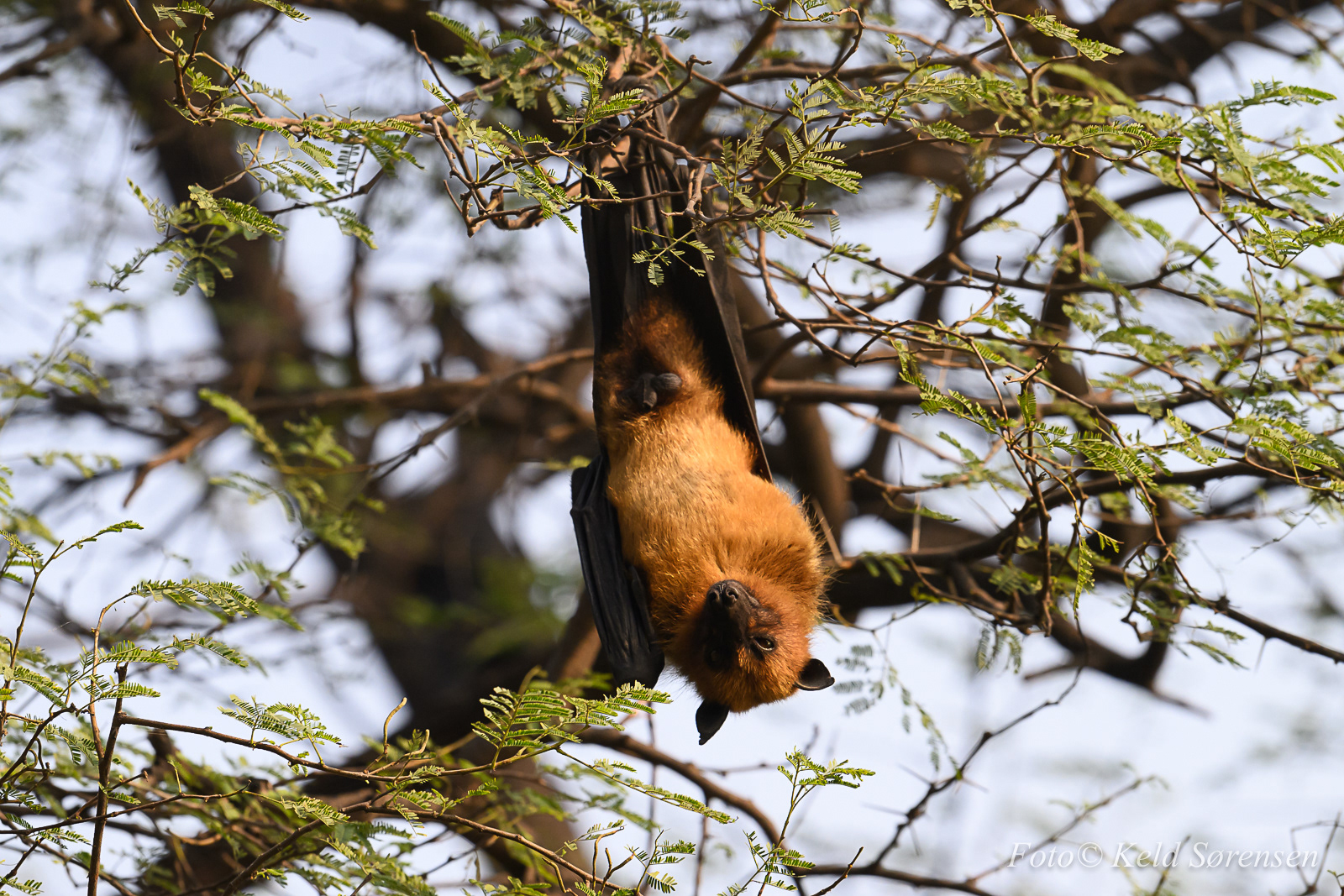Indian Flying Fox