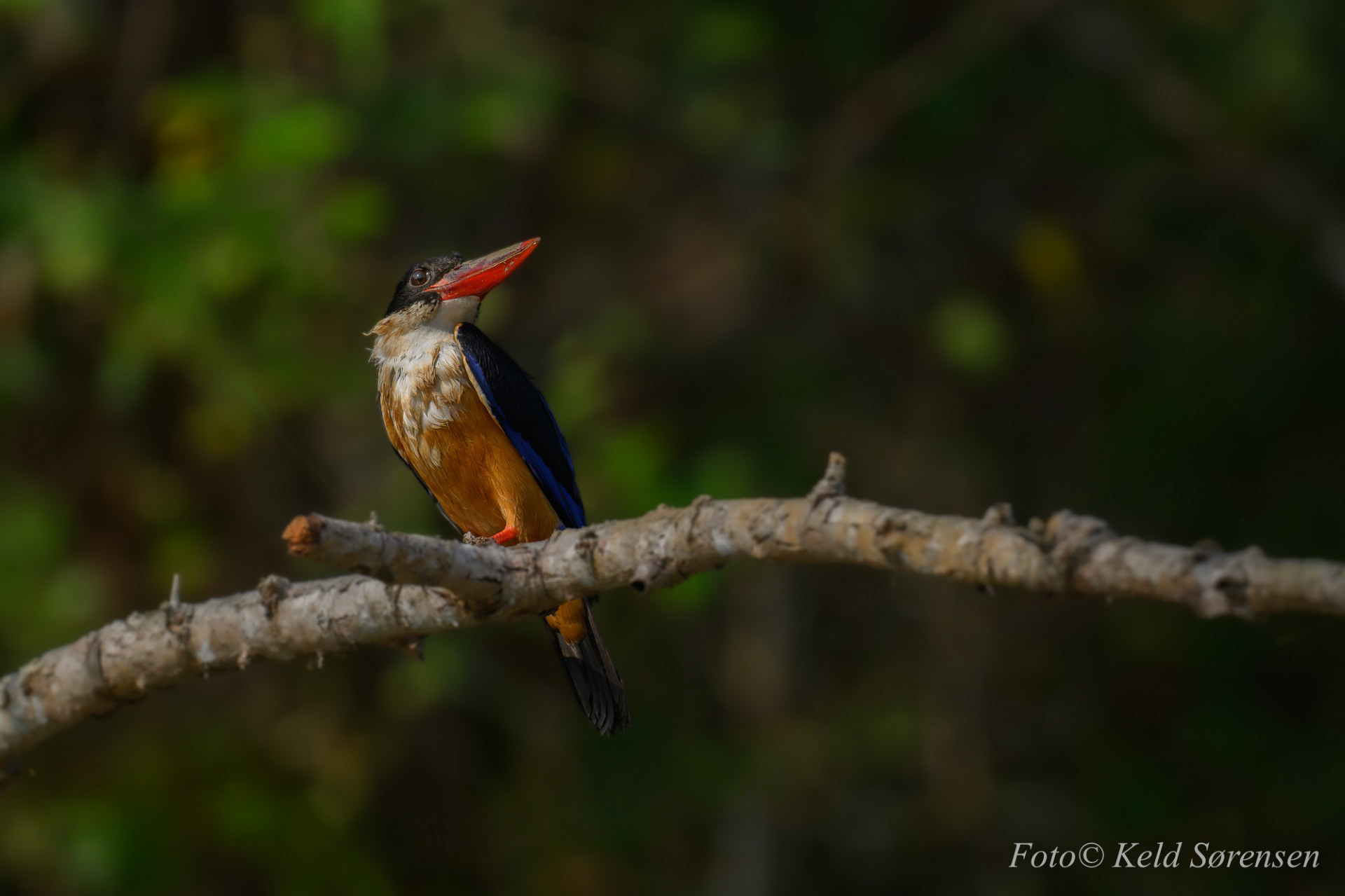 Black Capped Kingfisher