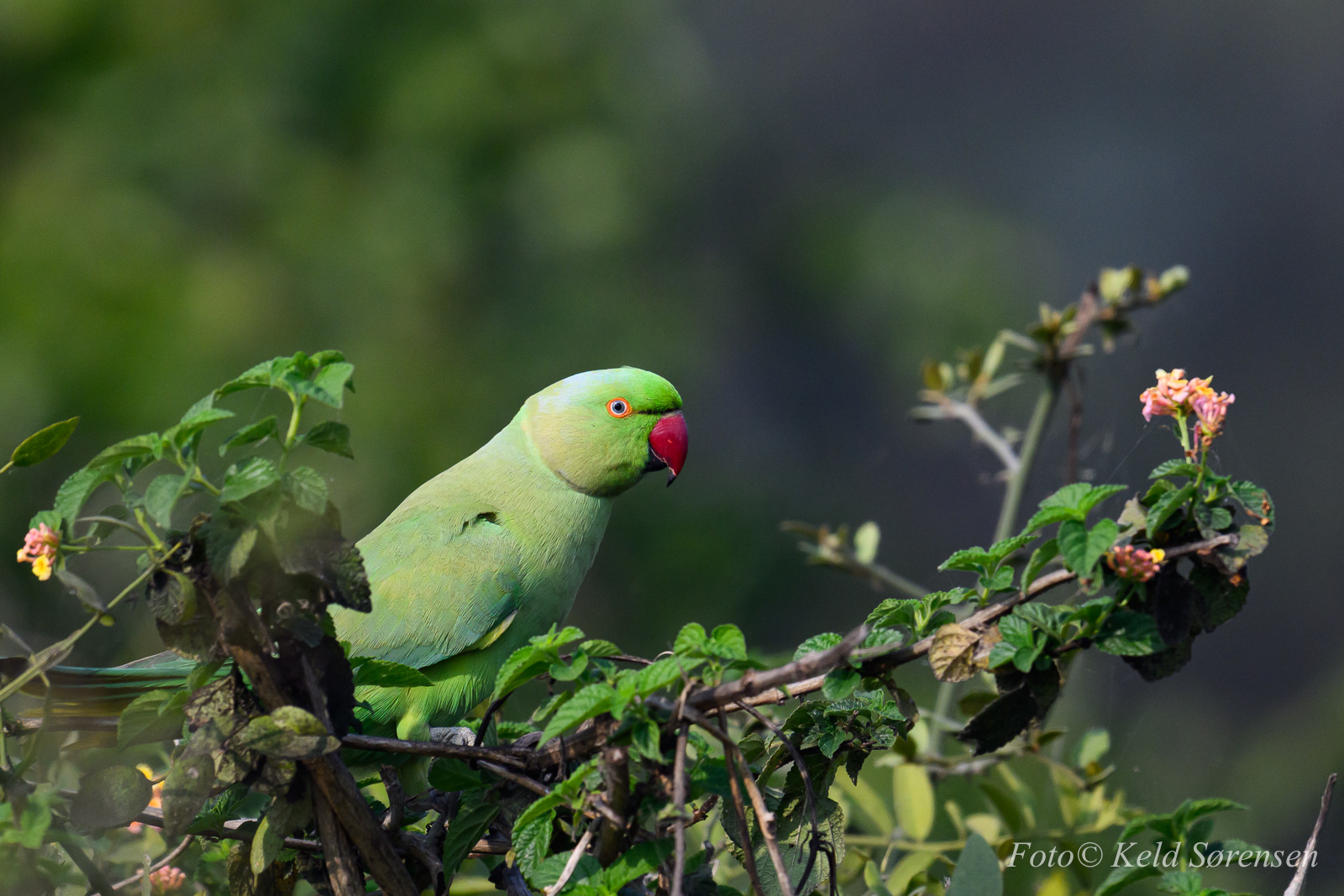 Rose Ringed Parakeet