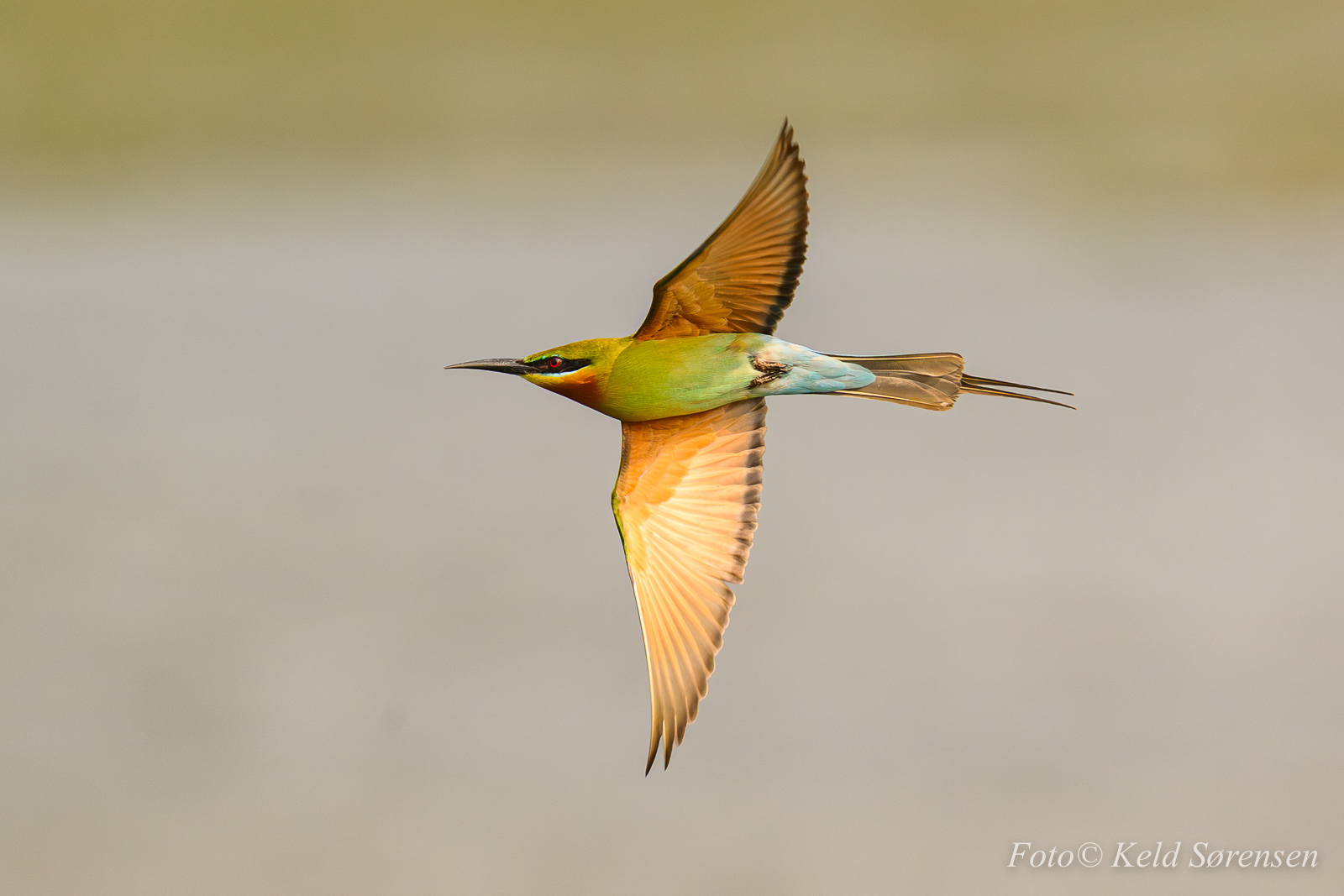 Blue tailed Bee Eater