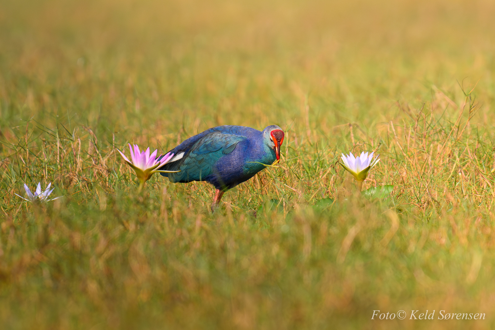 Purple Swamphen