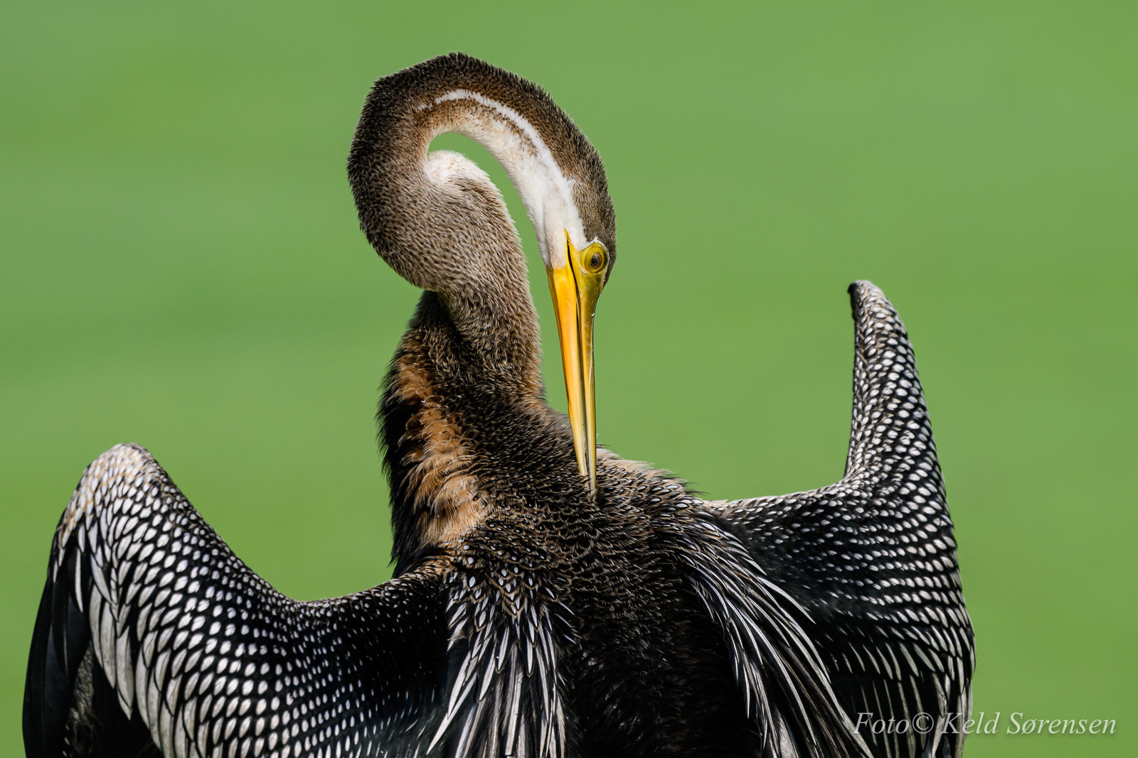 Oriental Darter