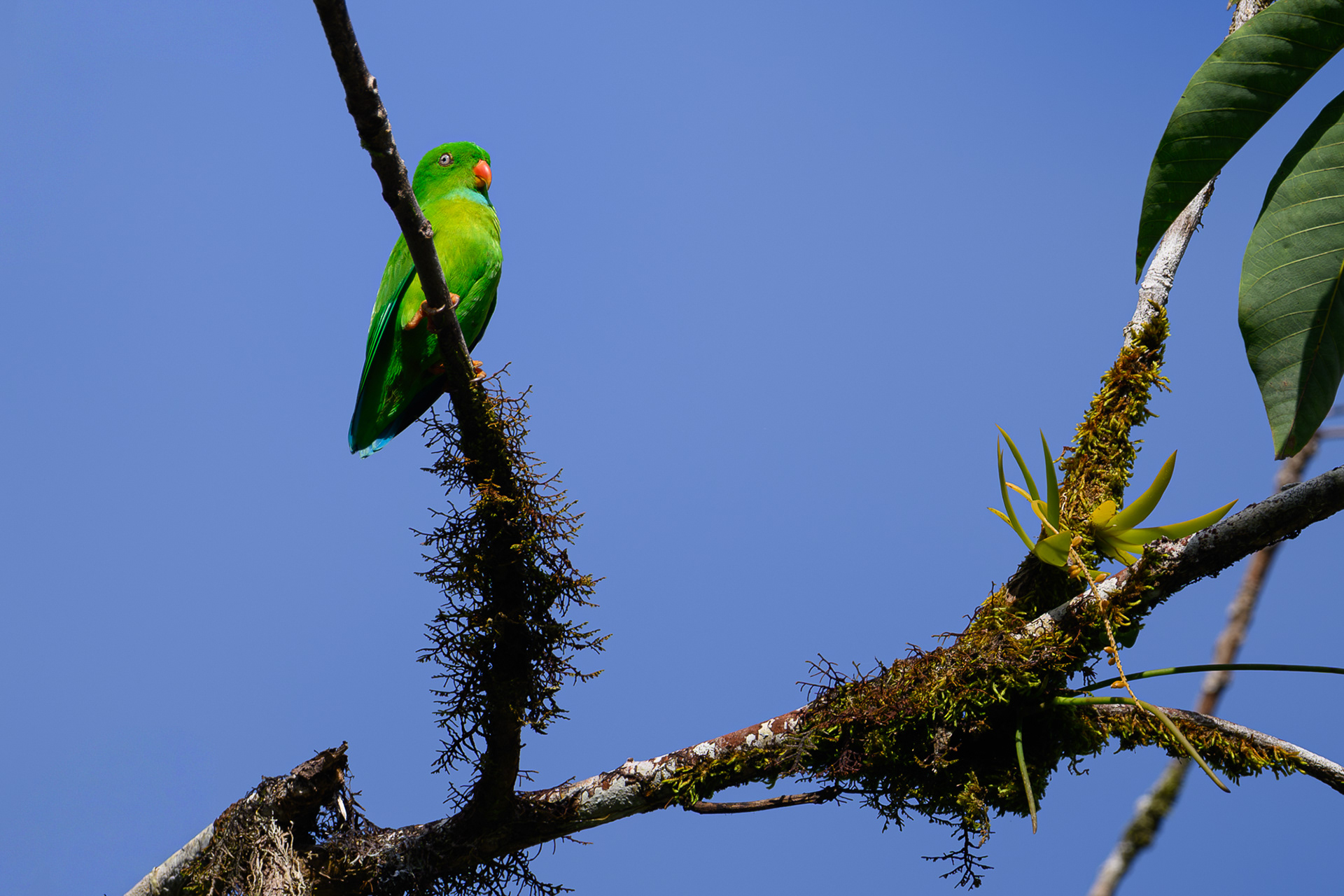 Vernal Hanging Parrot (India's only Parrot species)