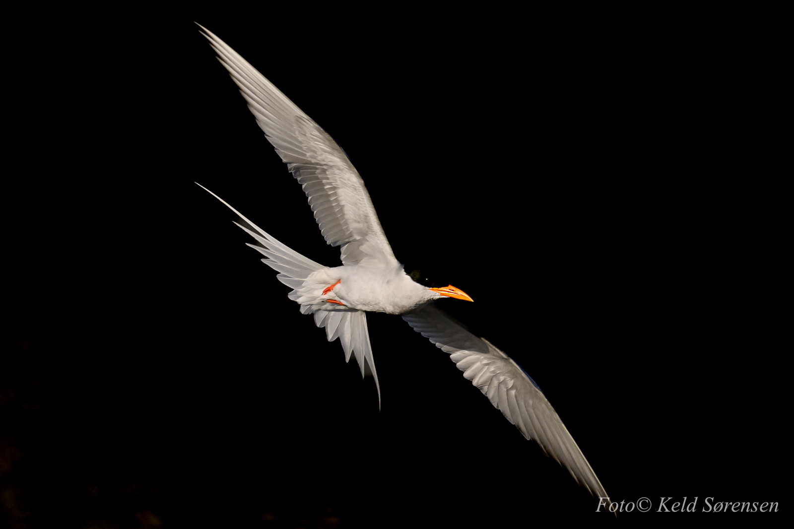 River Tern