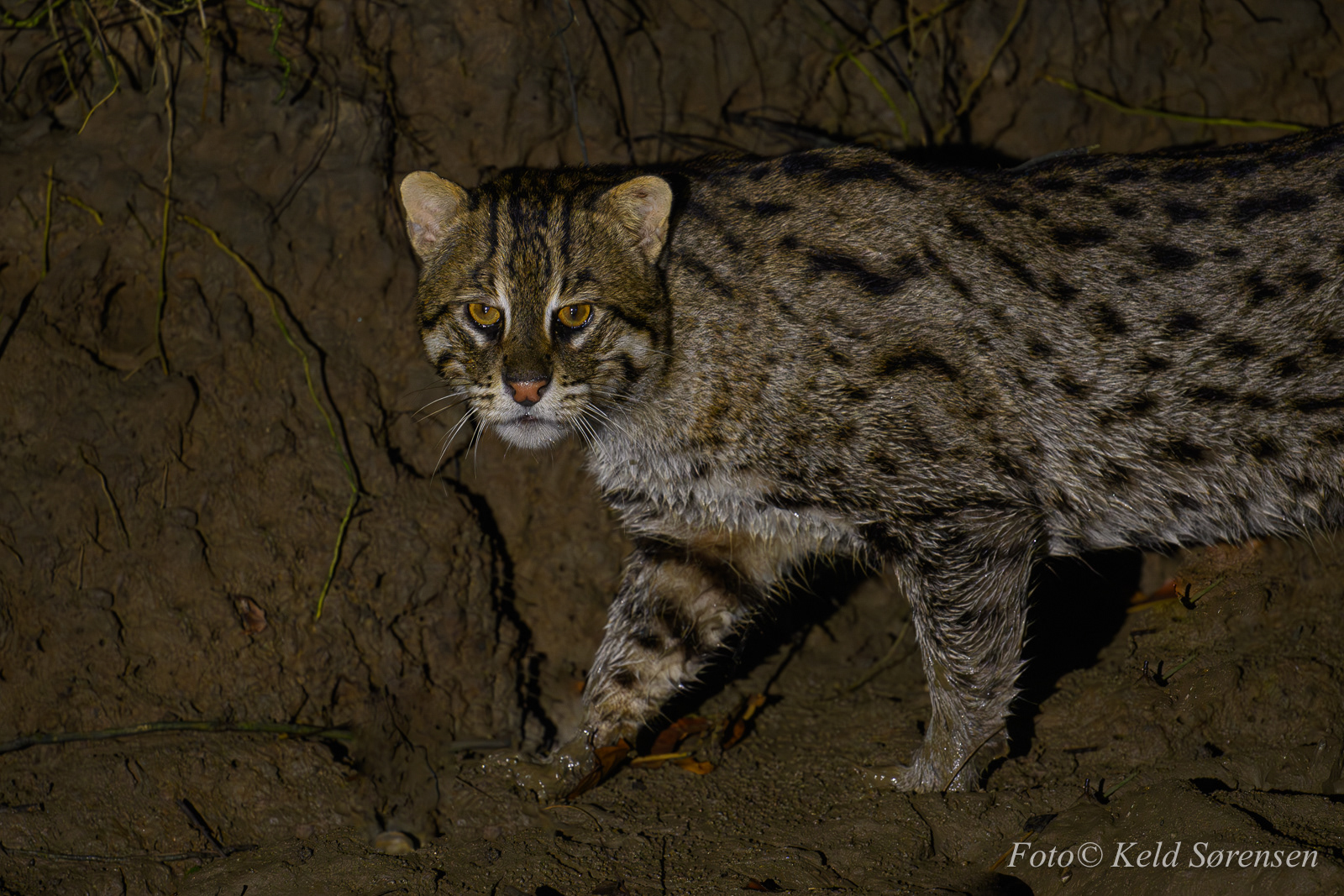 Fishing Cat